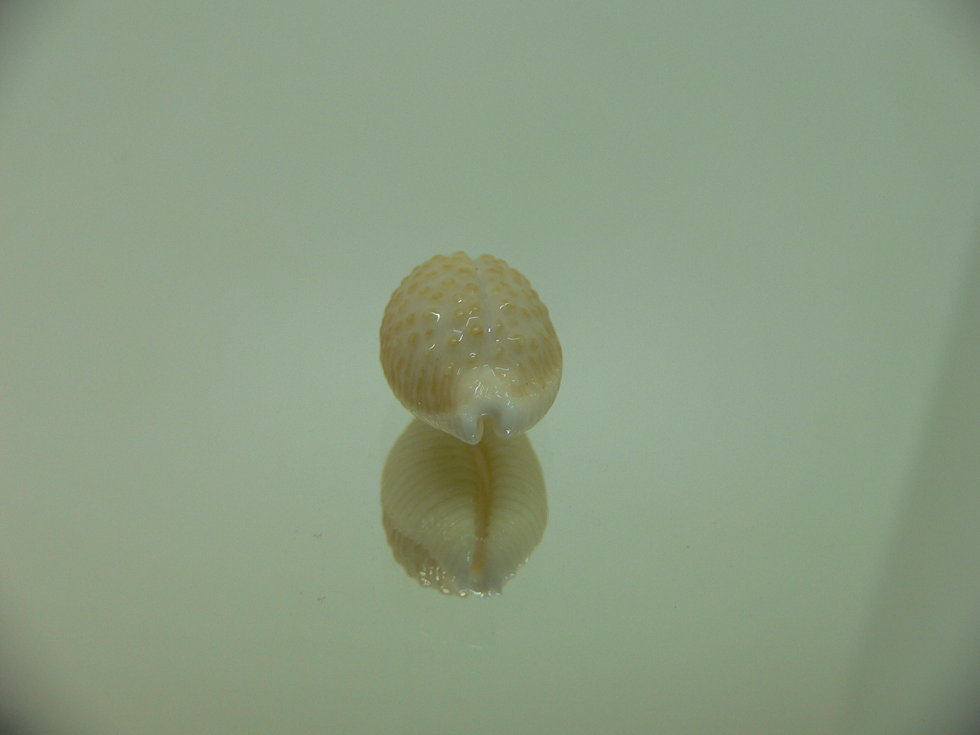 Cypraea nucleus
