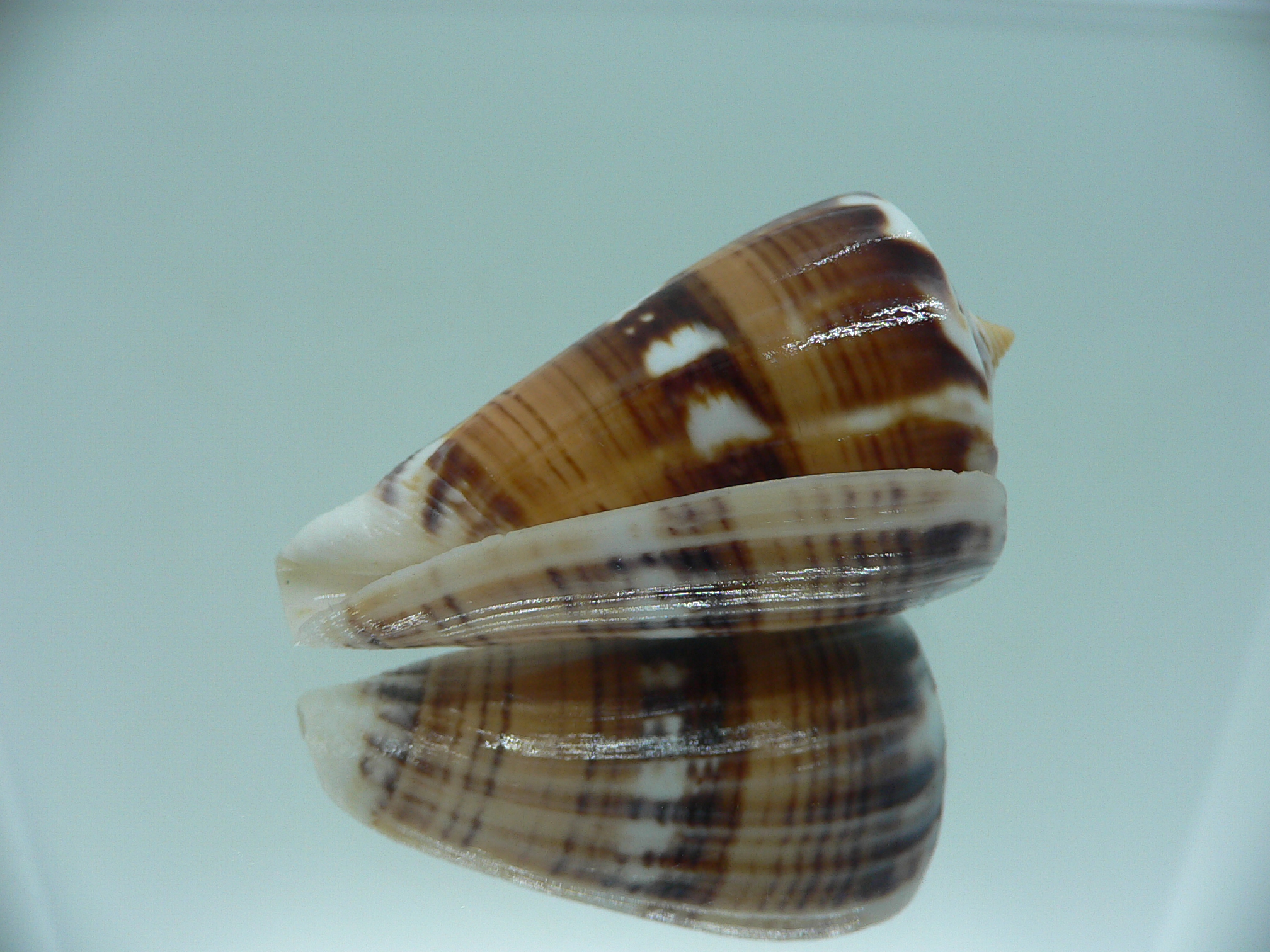 Conus malacanus COLOR