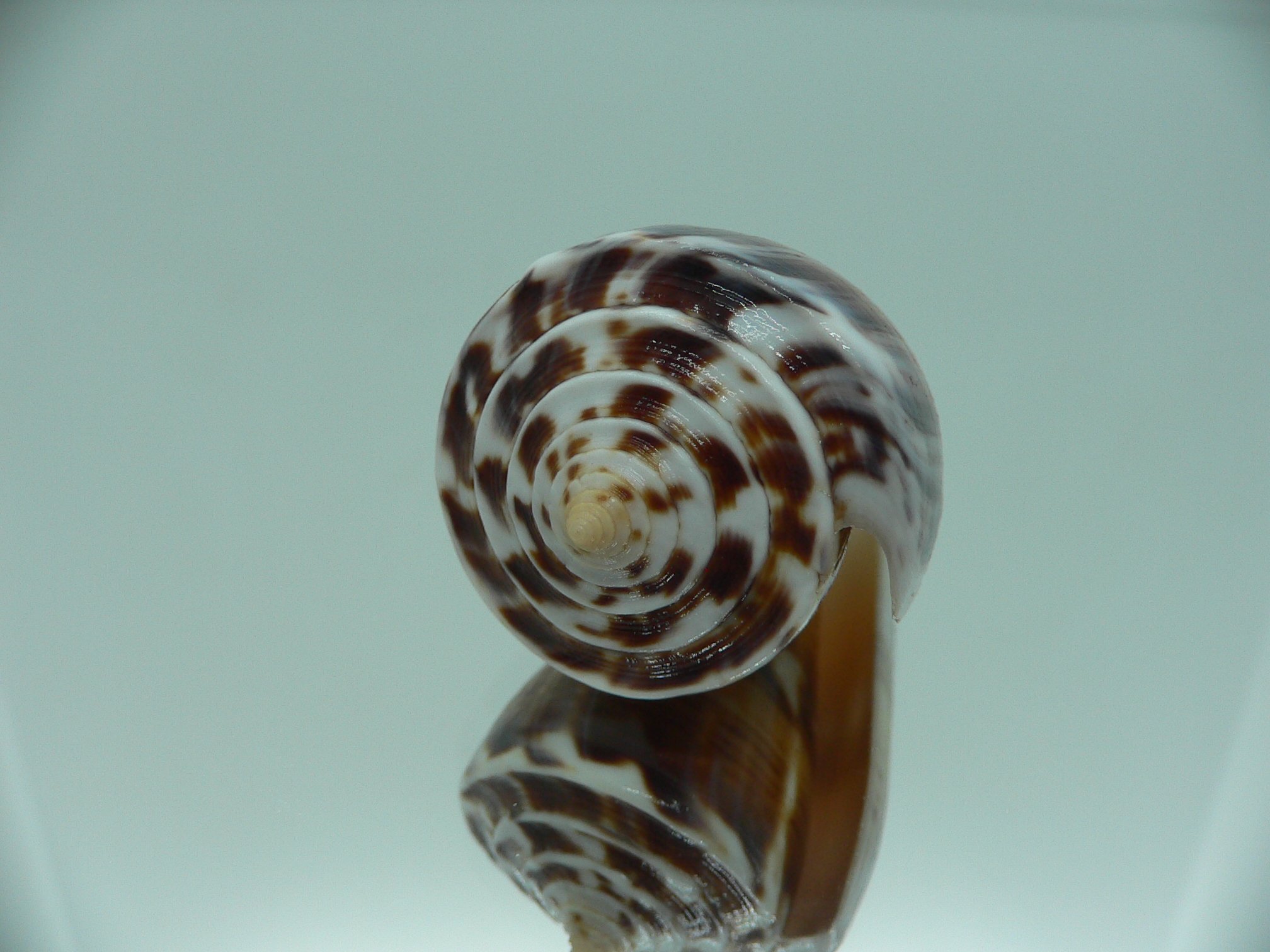 Conus malacanus COLOR