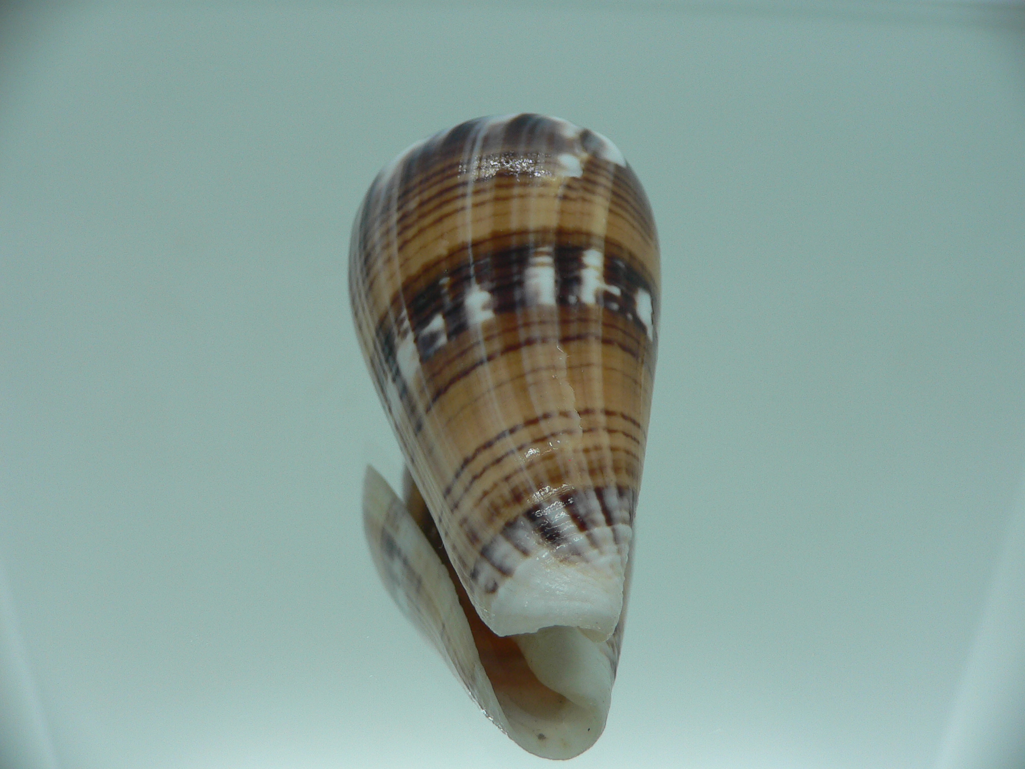 Conus malacanus COLOR