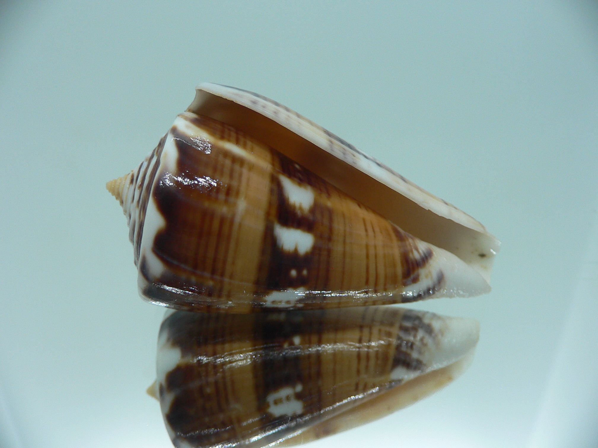 Conus malacanus COLOR
