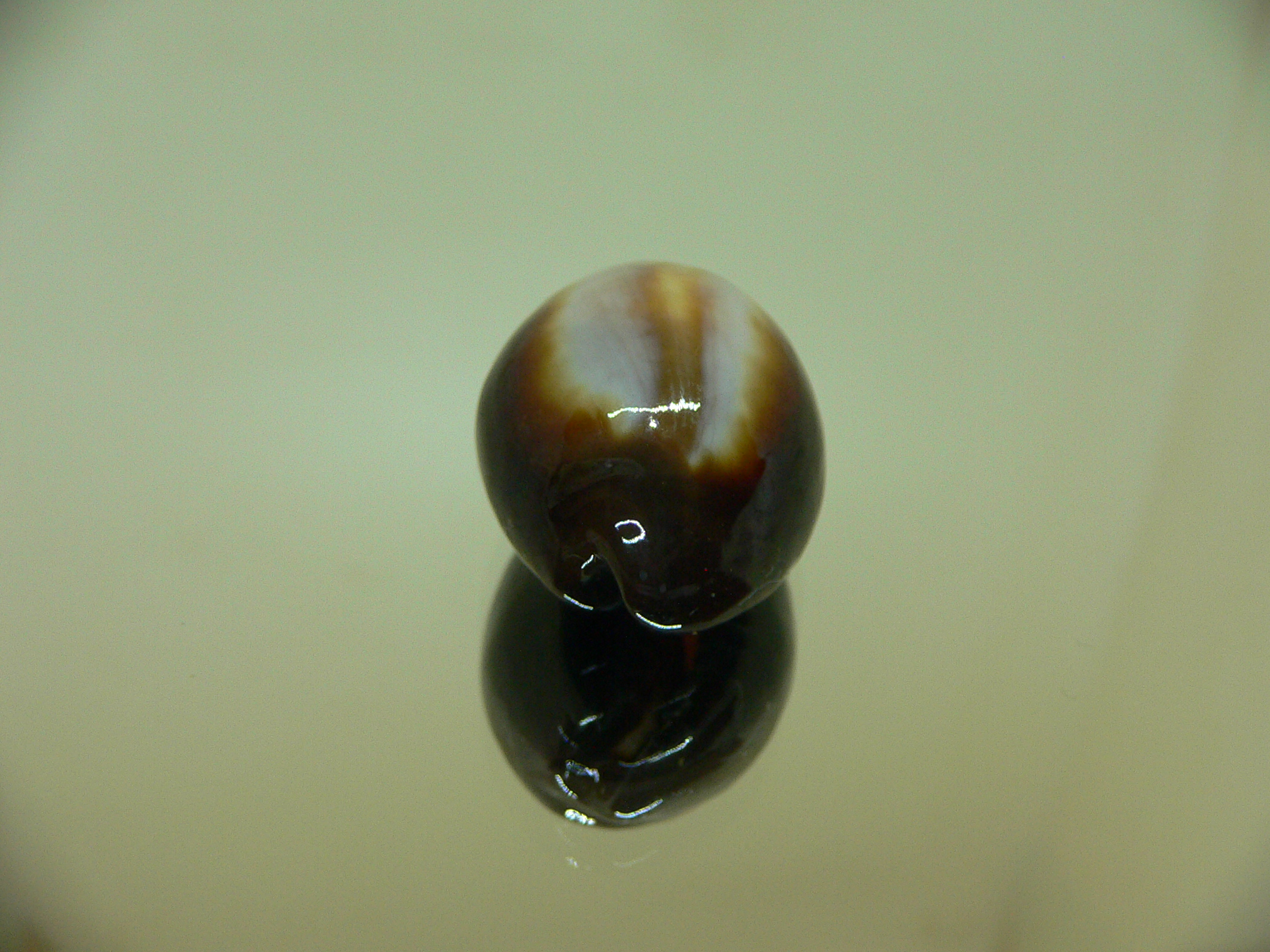 Cypraea onyx SUPER