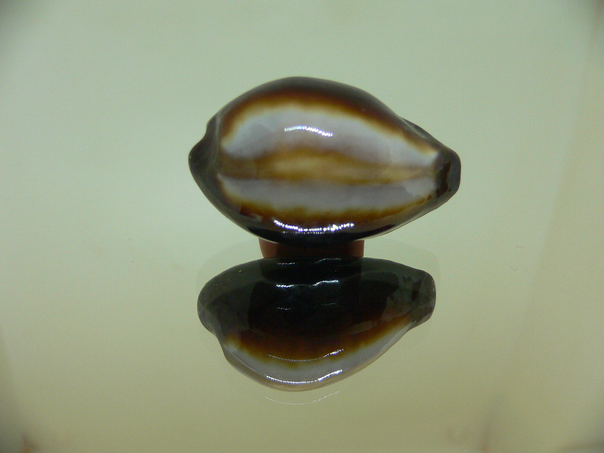 Cypraea onyx SUPER