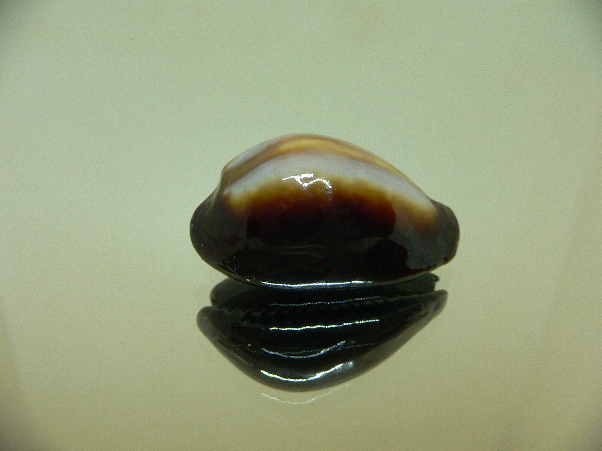 Cypraea onyx SUPER