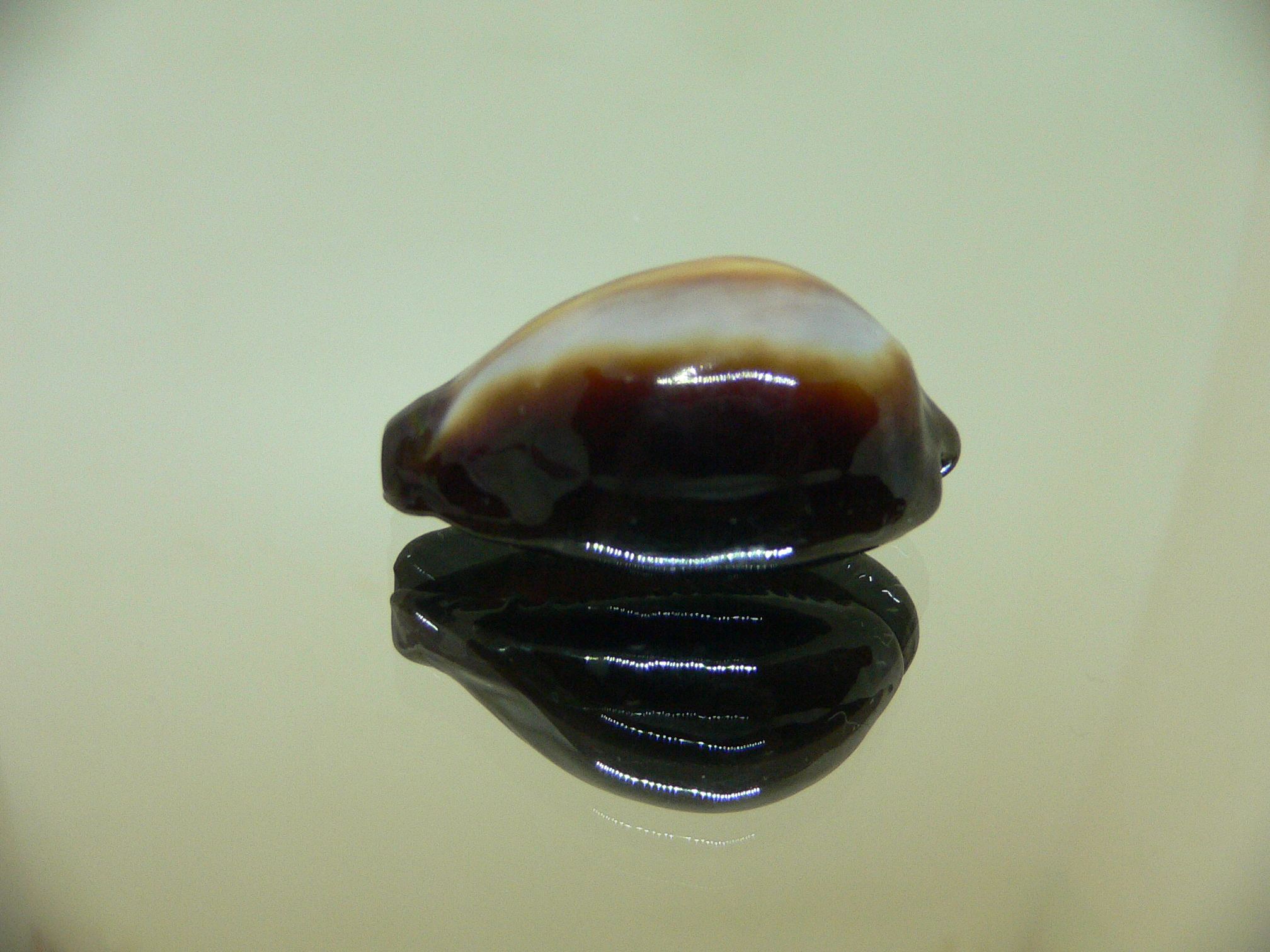 Cypraea onyx SUPER