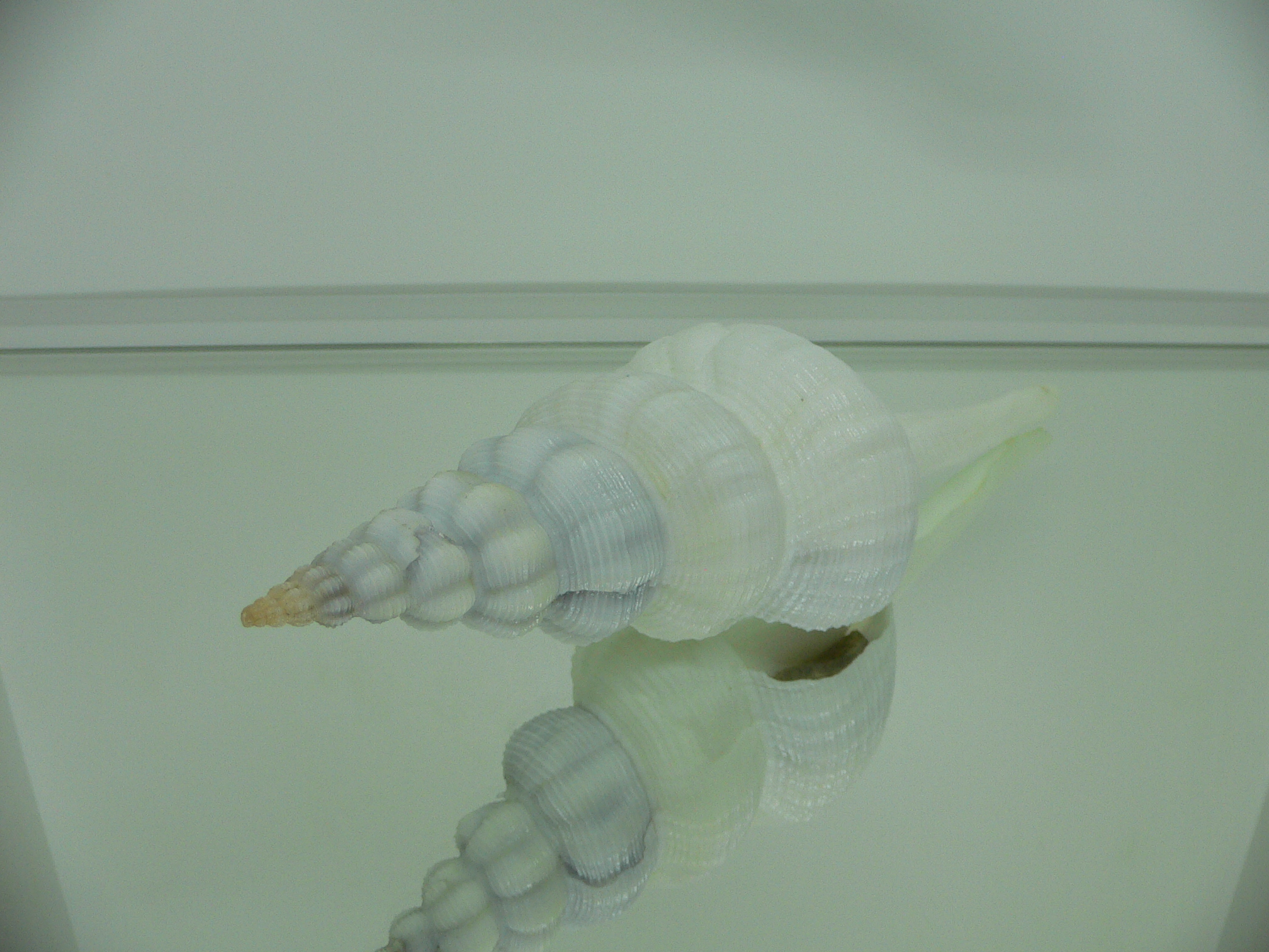 Fusinus marisinicus BIG & WIDE
