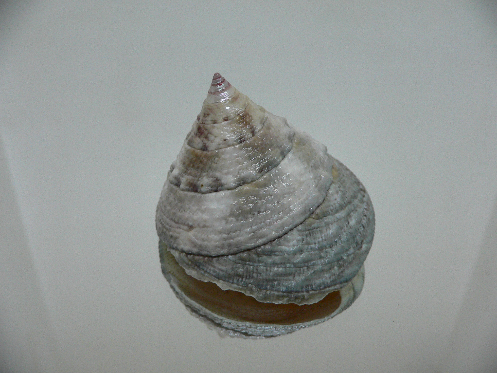 Trochus maculatus