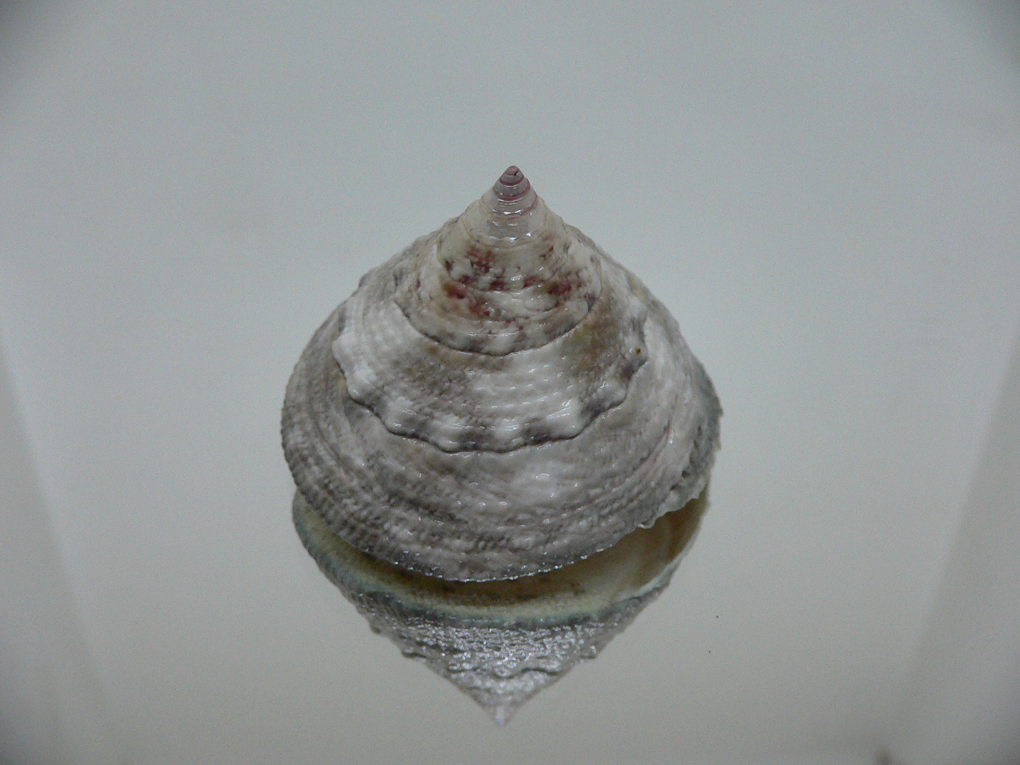 Trochus maculatus