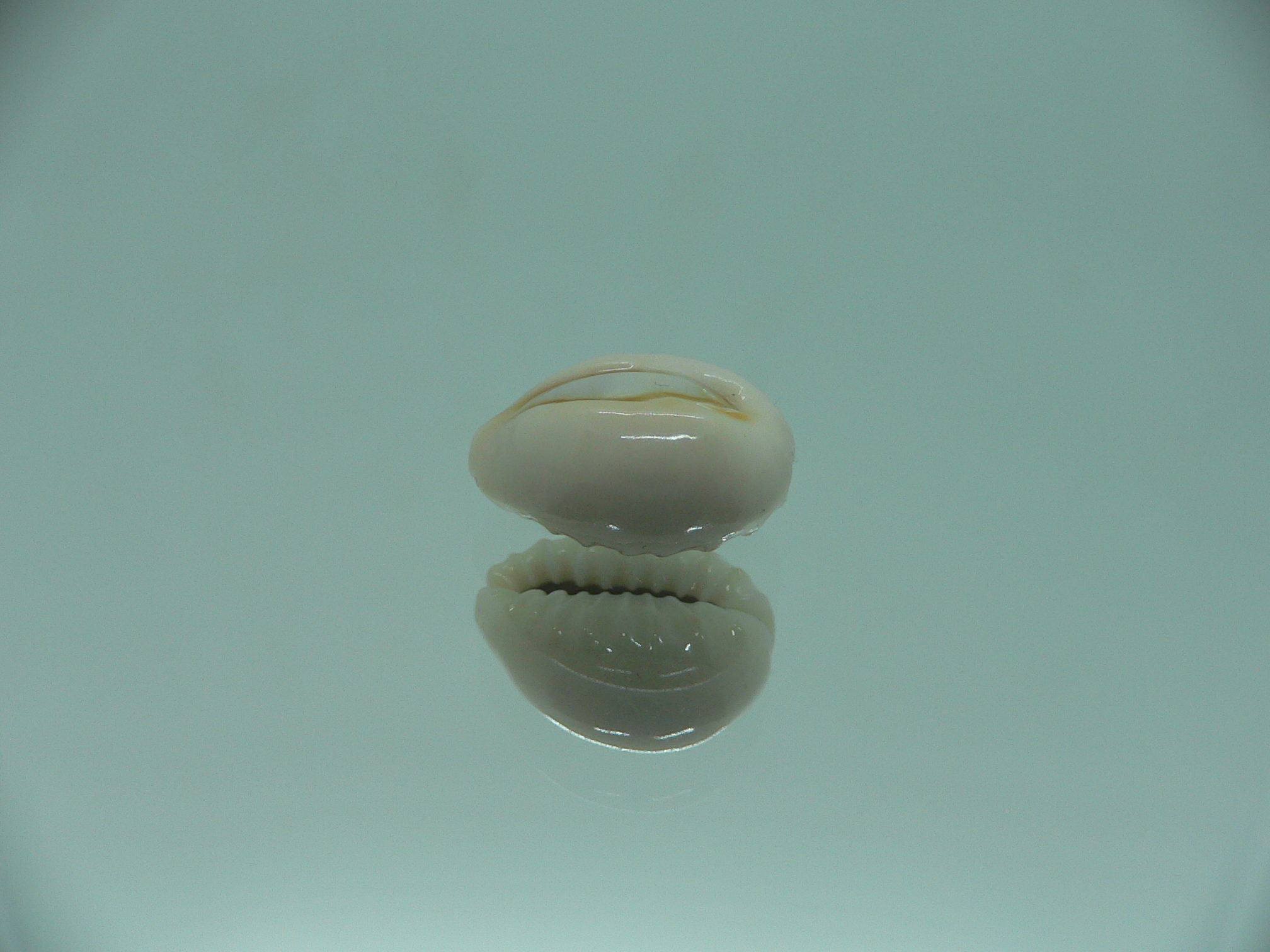 Cypraea obvelata perrieri (var.) BEAUTIFUL