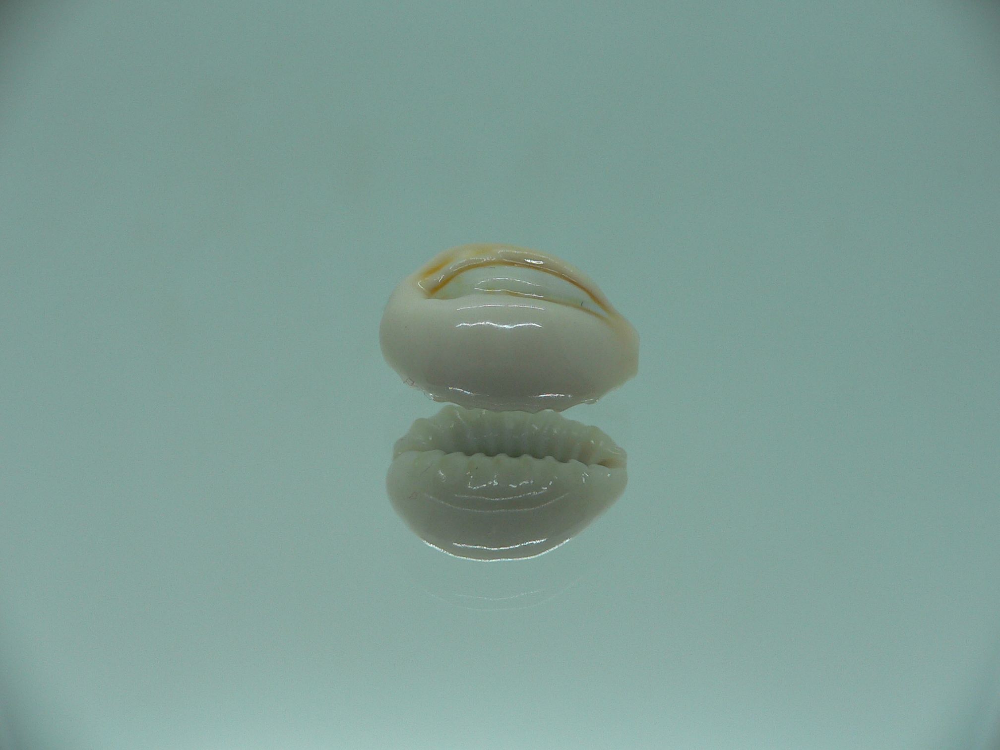 Cypraea obvelata perrieri (var.) BEAUTIFUL