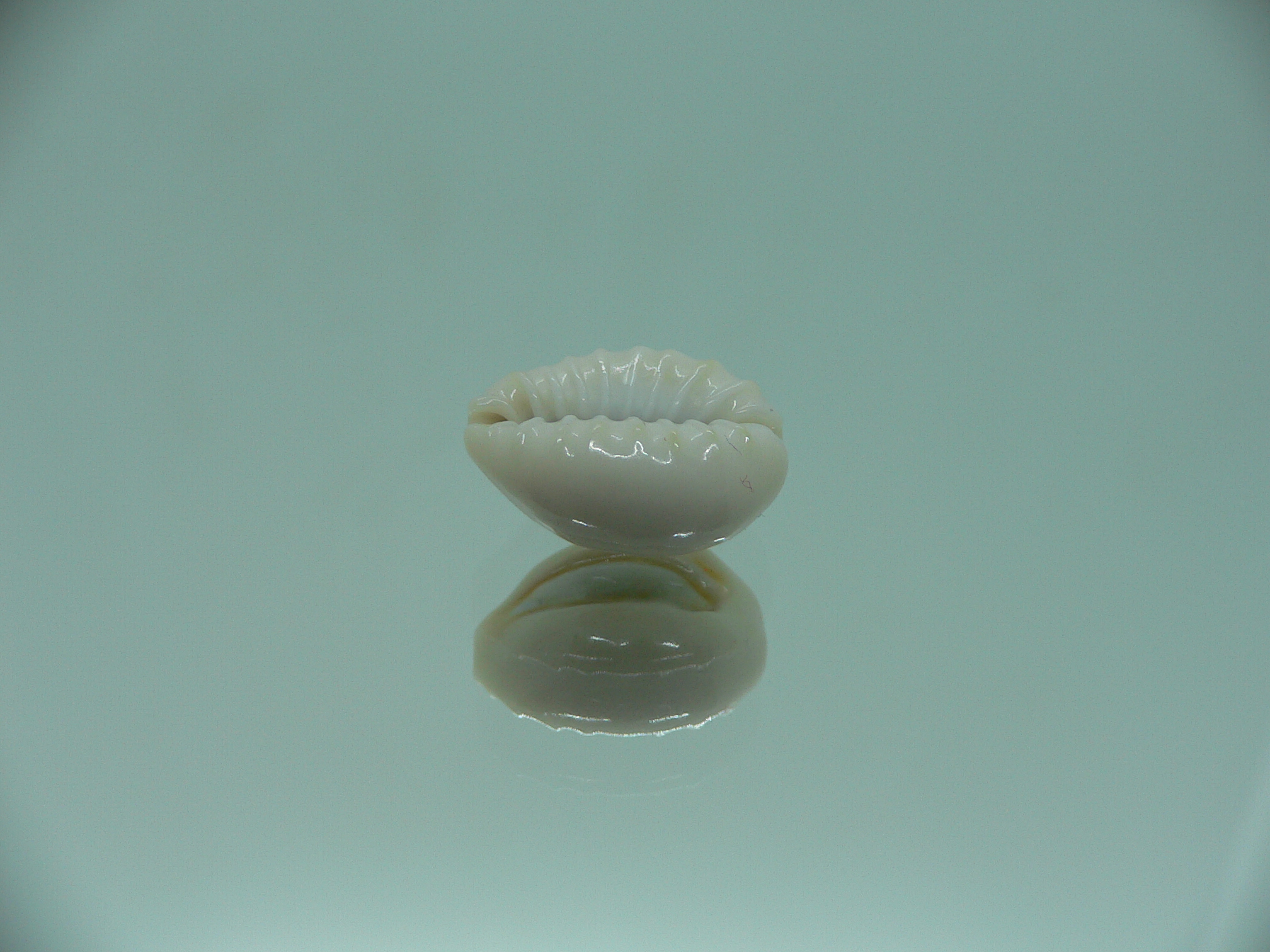 Cypraea obvelata perrieri (var.) BEAUTIFUL