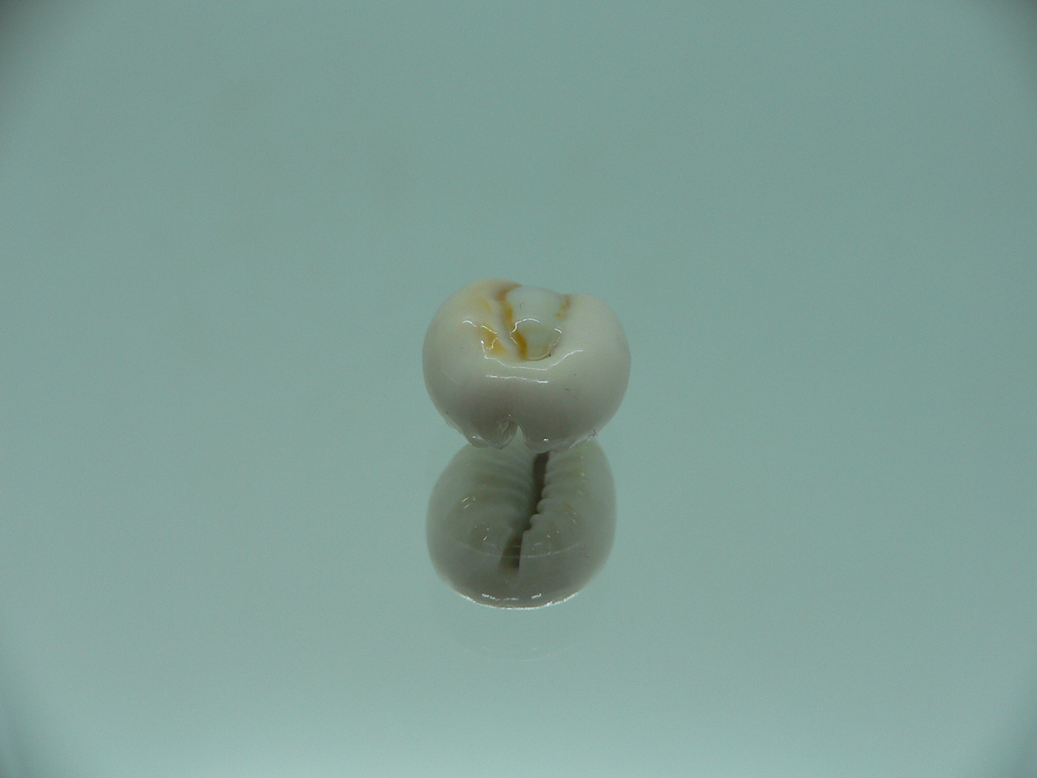 Cypraea obvelata perrieri (var.) BEAUTIFUL