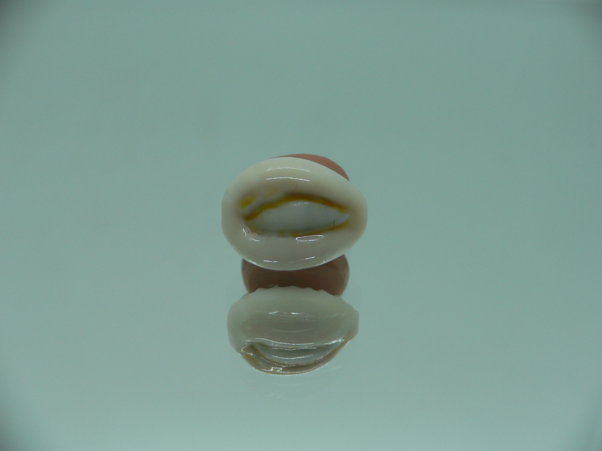 Cypraea obvelata perrieri (var.) BEAUTIFUL