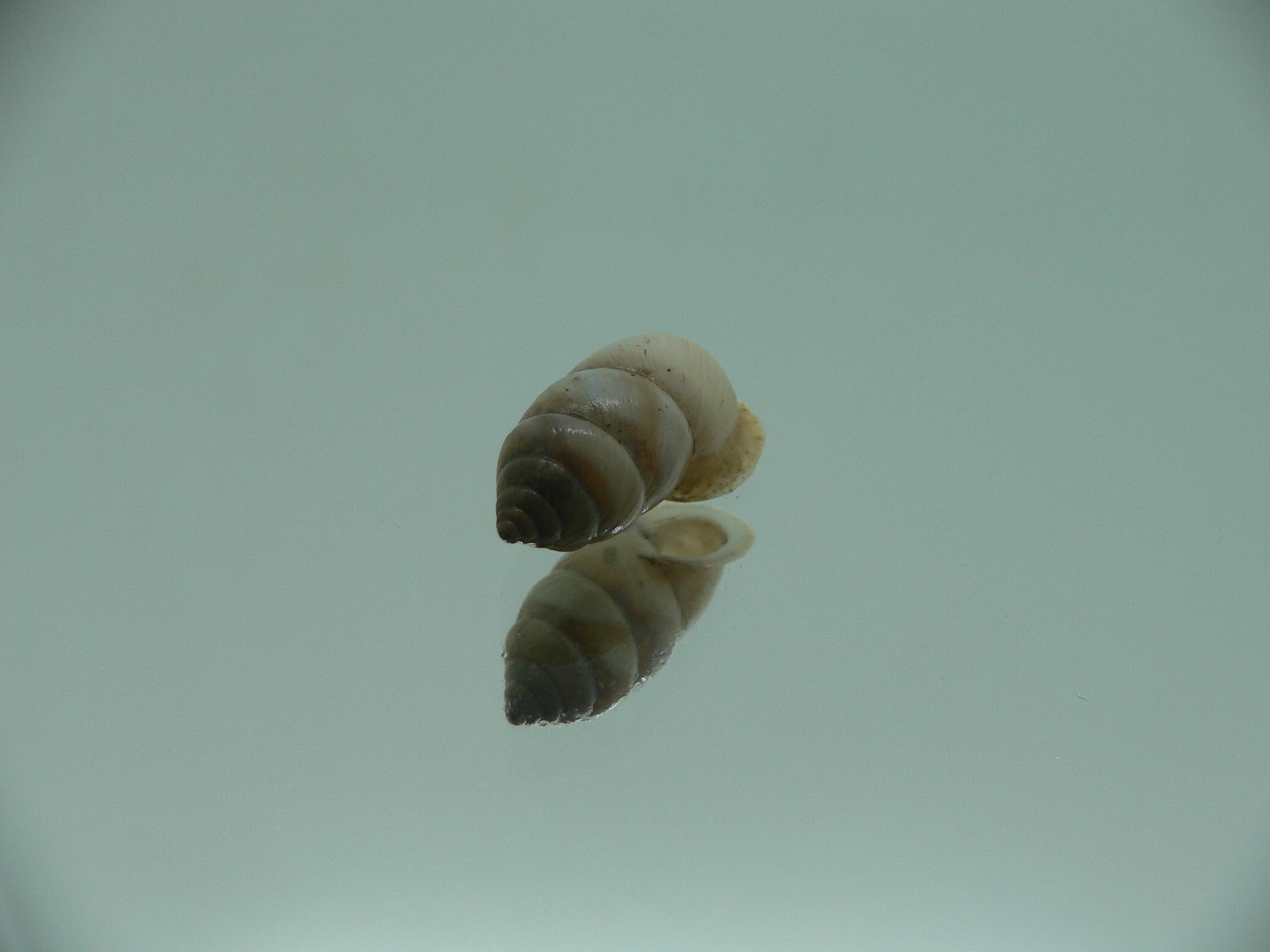Pupinidius gregorii ENDEMIC