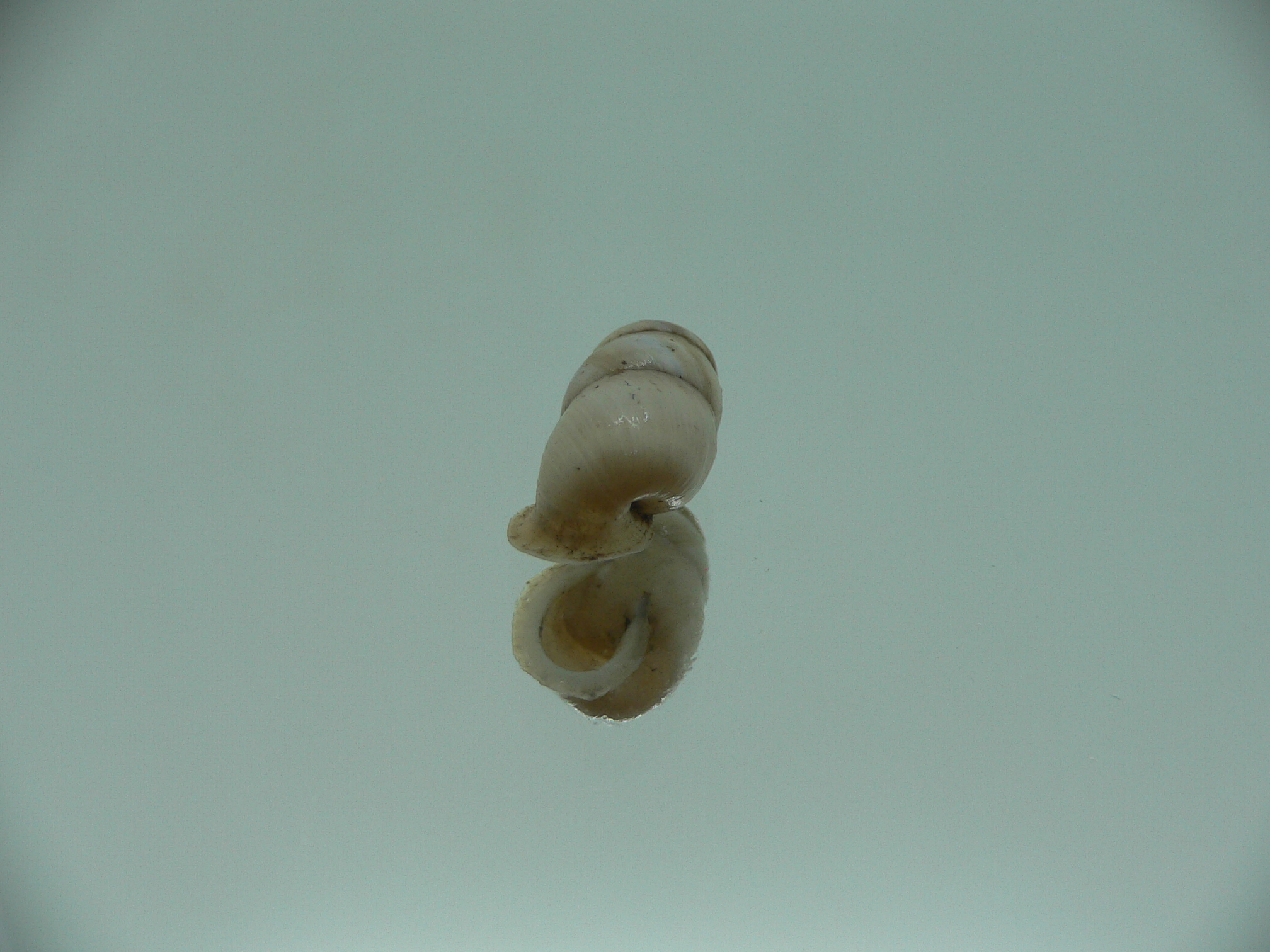Pupinidius gregorii ENDEMIC