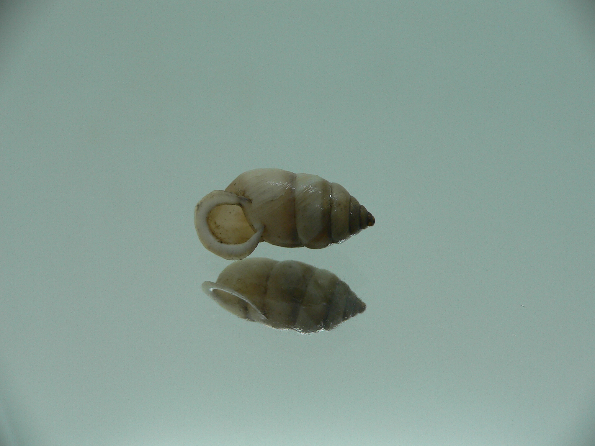 Pupinidius gregorii ENDEMIC