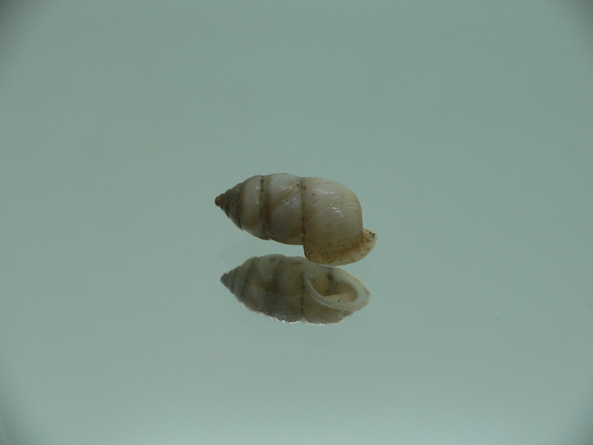 Pupinidius gregorii ENDEMIC