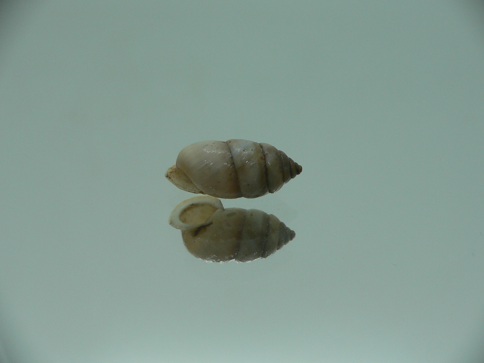 Pupinidius gregorii ENDEMIC