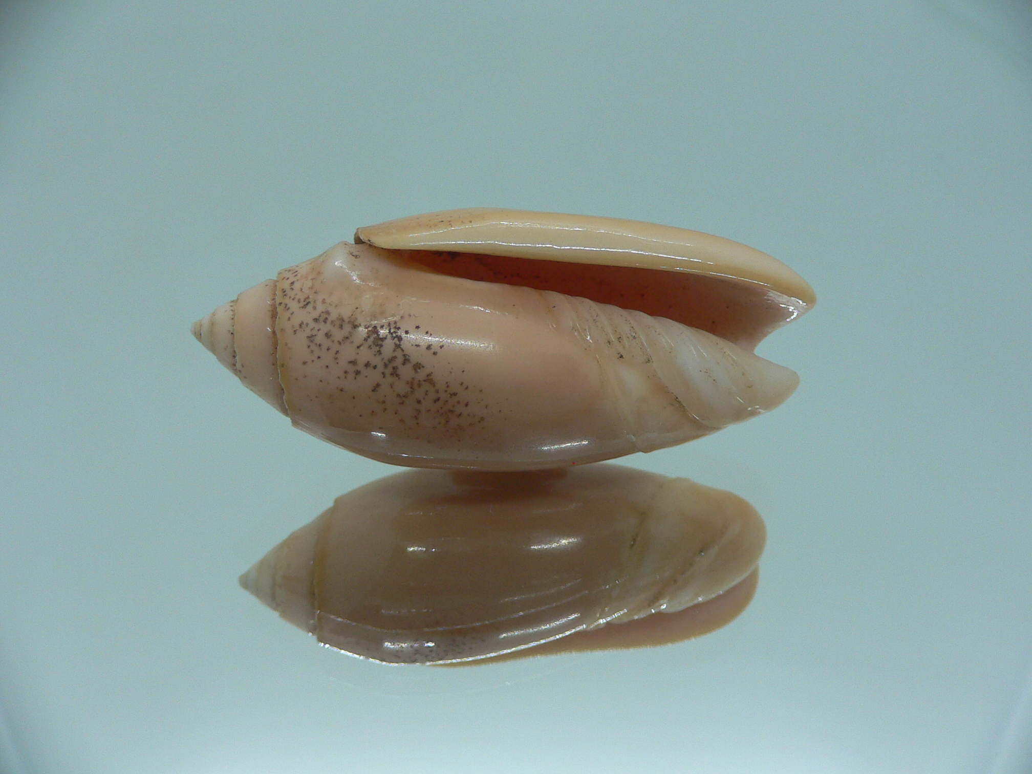 Oliva annulata f. carnicolor (z)