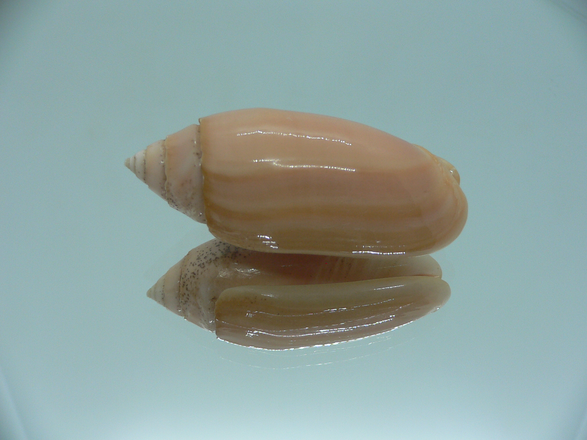 Oliva annulata f. carnicolor (z)