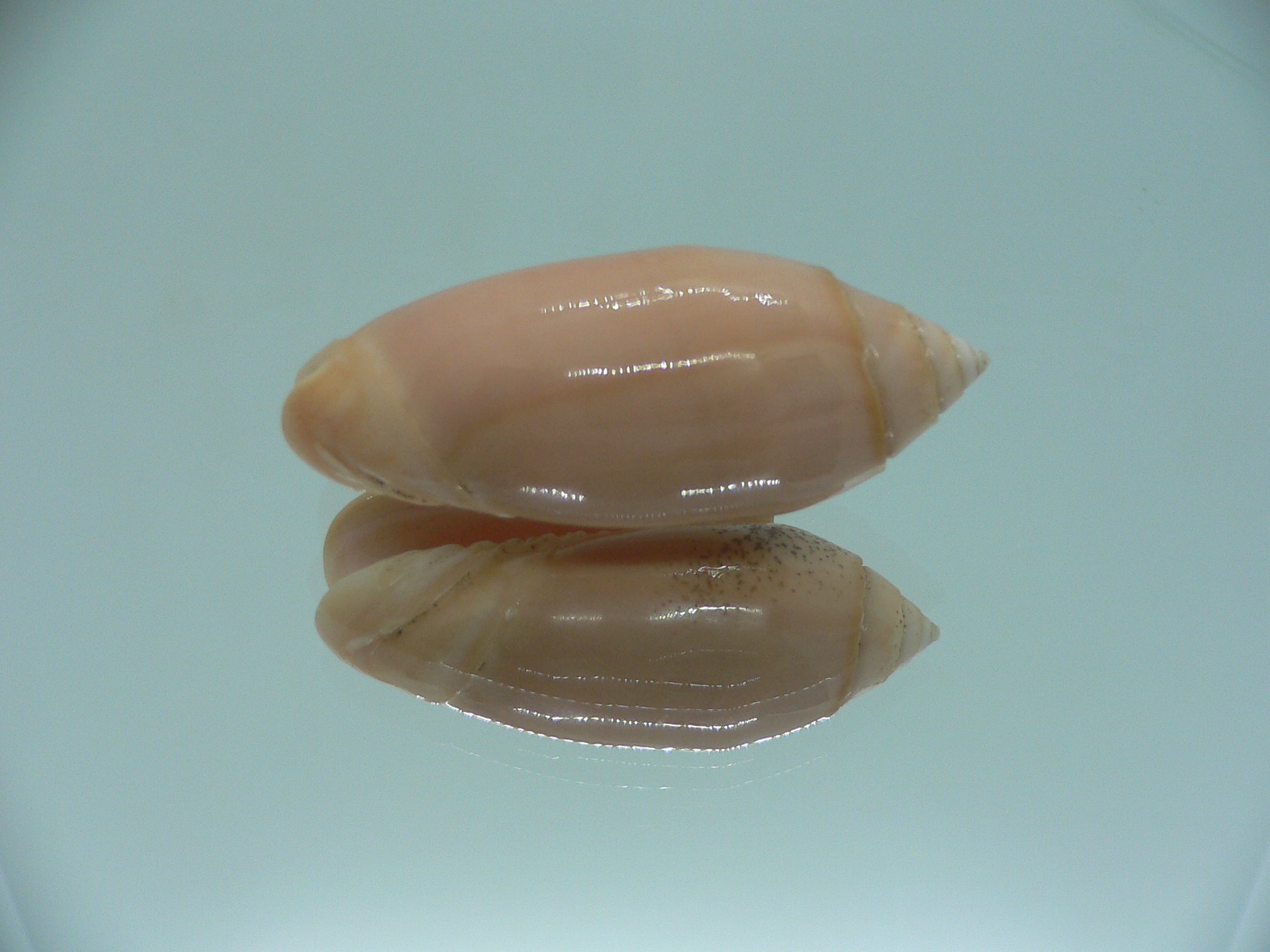 Oliva annulata f. carnicolor (z)