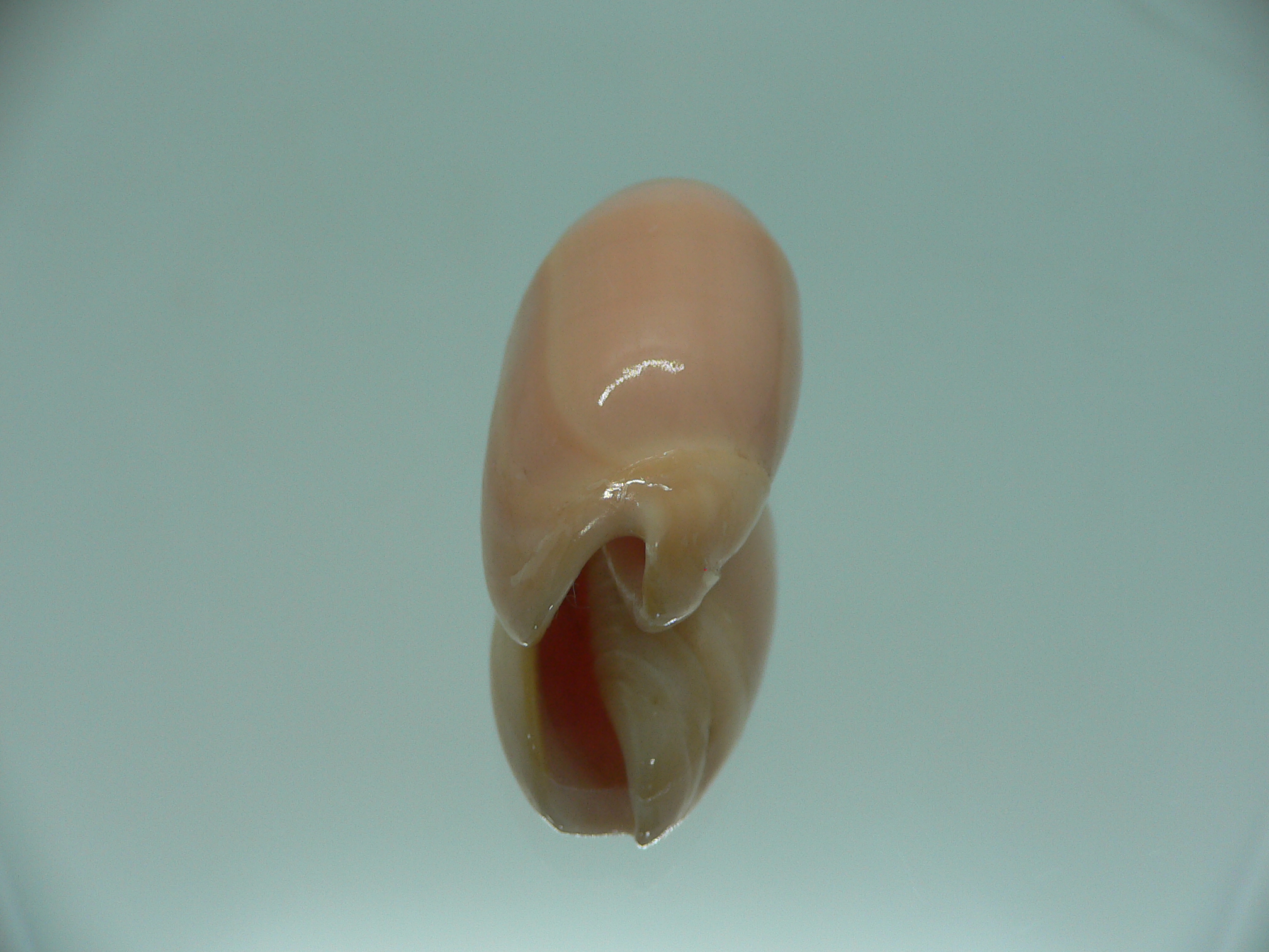 Oliva annulata f. carnicolor (z)