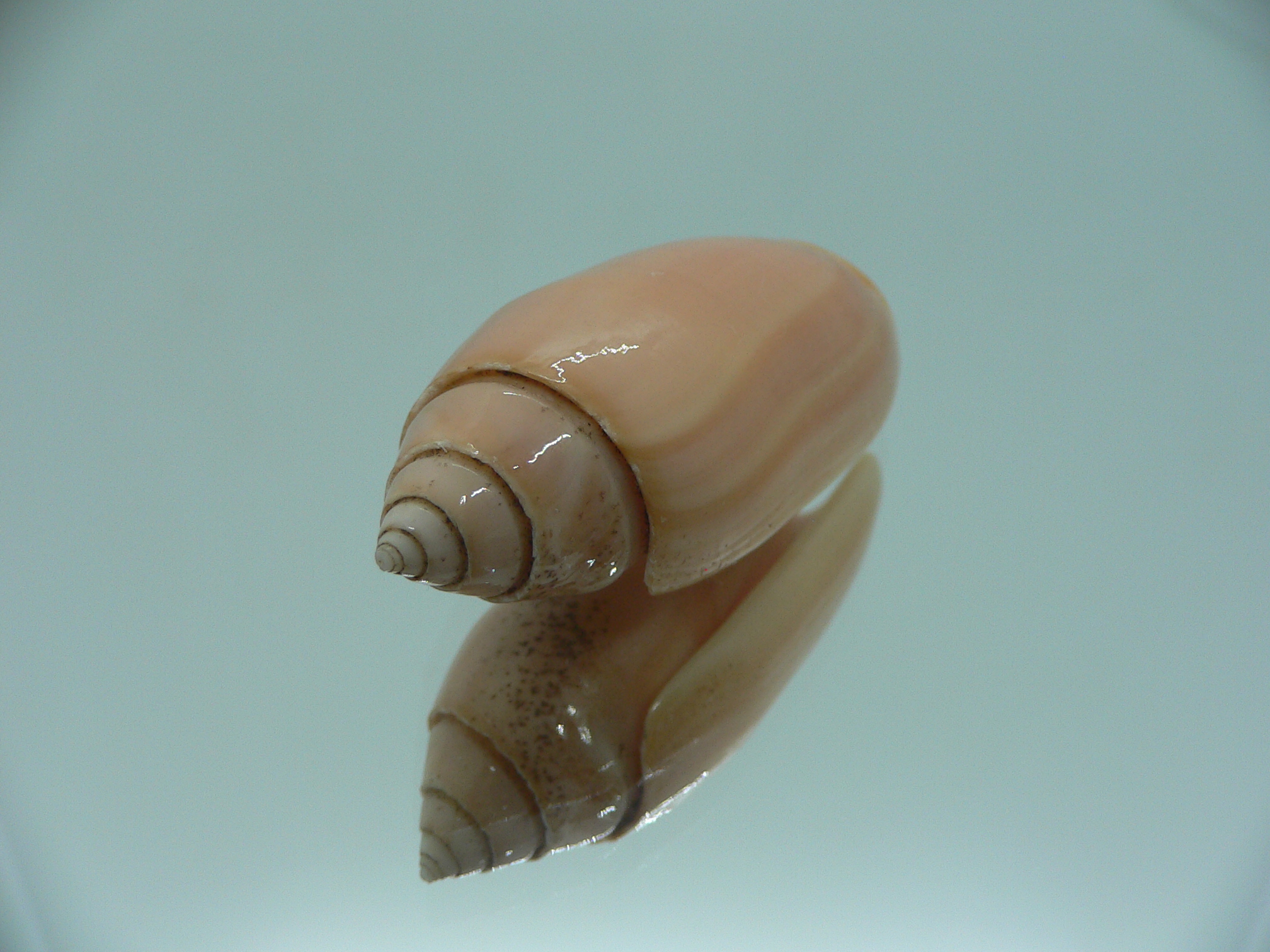 Oliva annulata f. carnicolor (z)