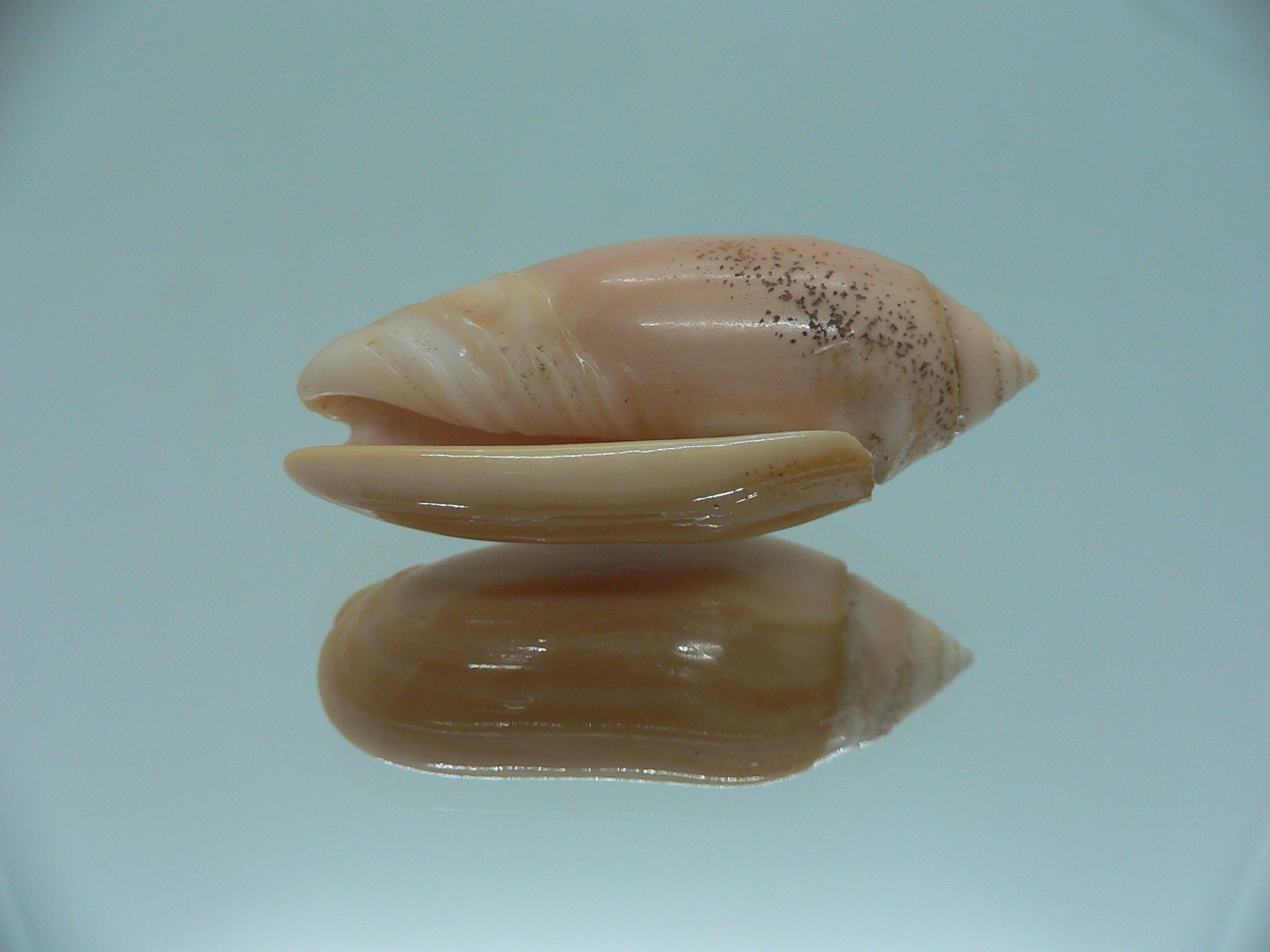 Oliva annulata f. carnicolor (z)