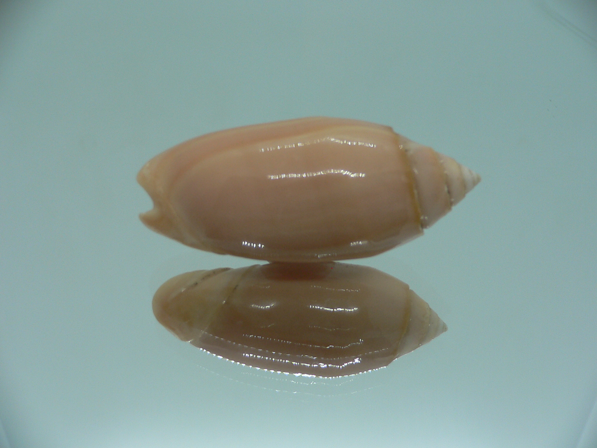 Oliva annulata f. carnicolor (z)