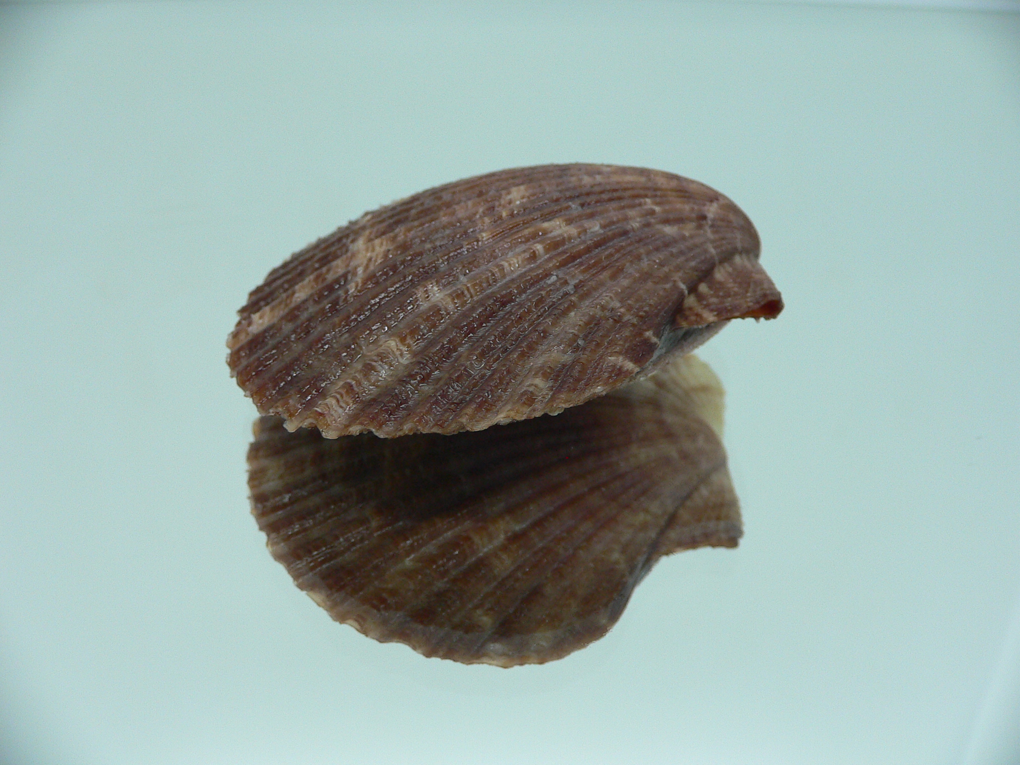 Volachlamys singaporina DARK