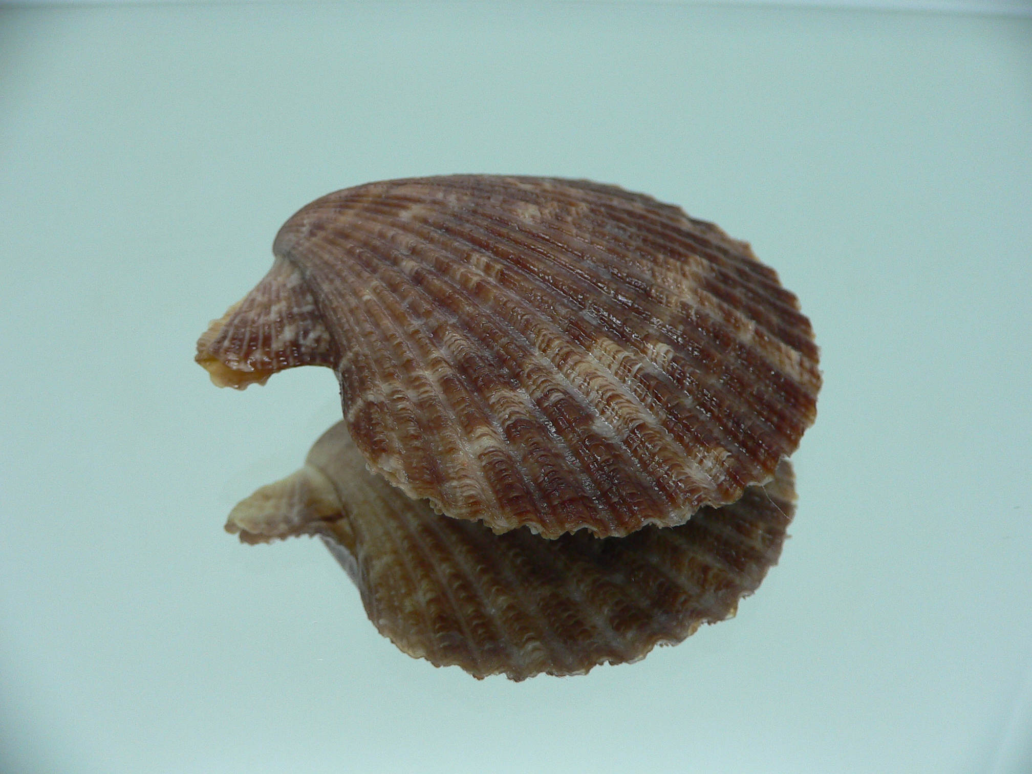 Volachlamys singaporina DARK