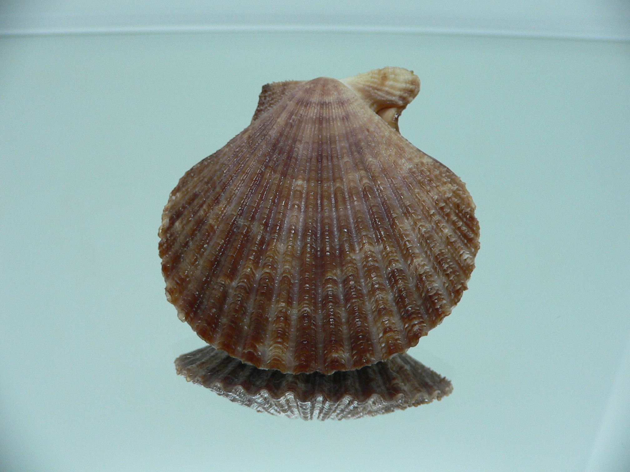 Volachlamys singaporina DARK