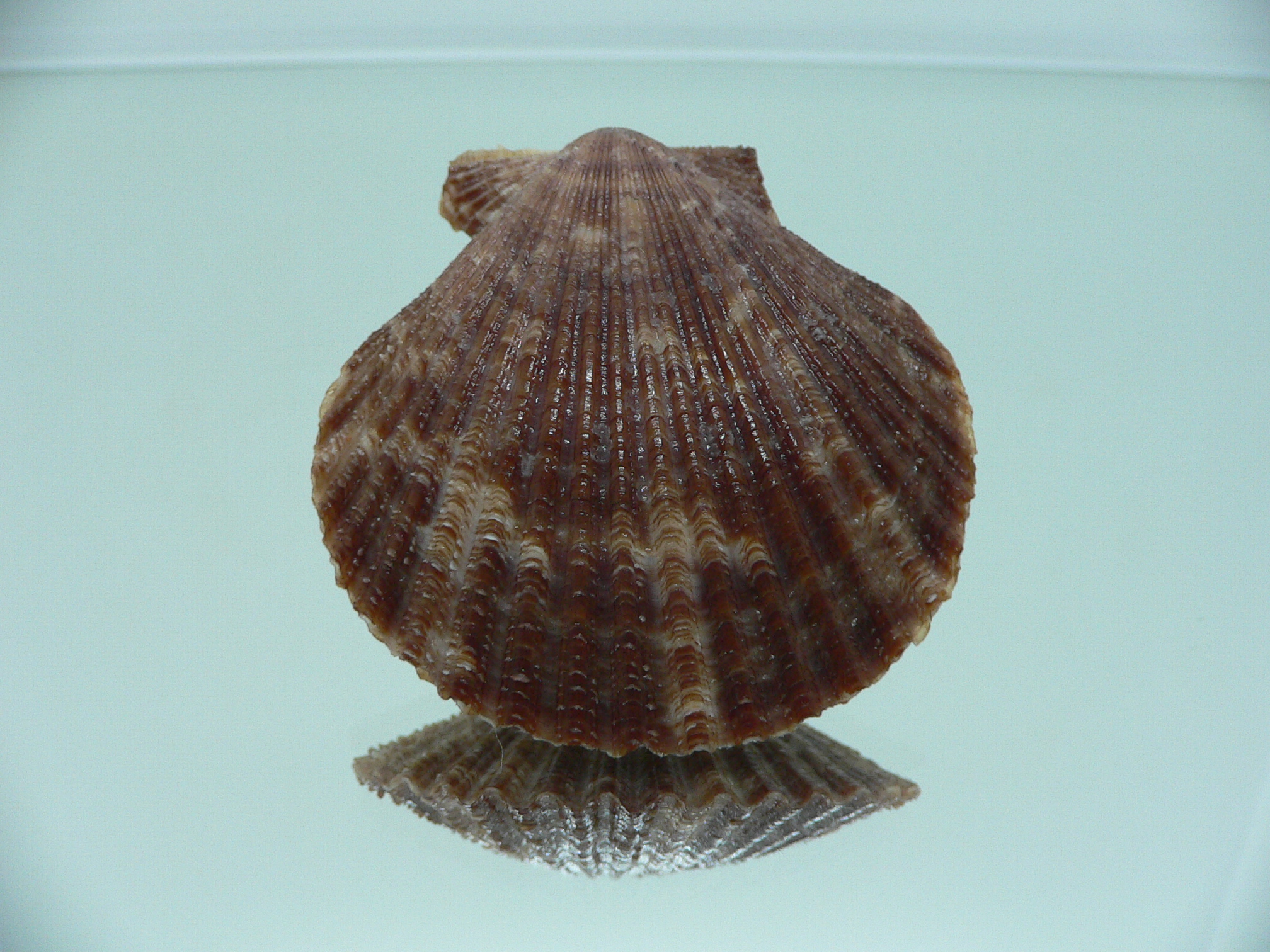 Volachlamys singaporina DARK