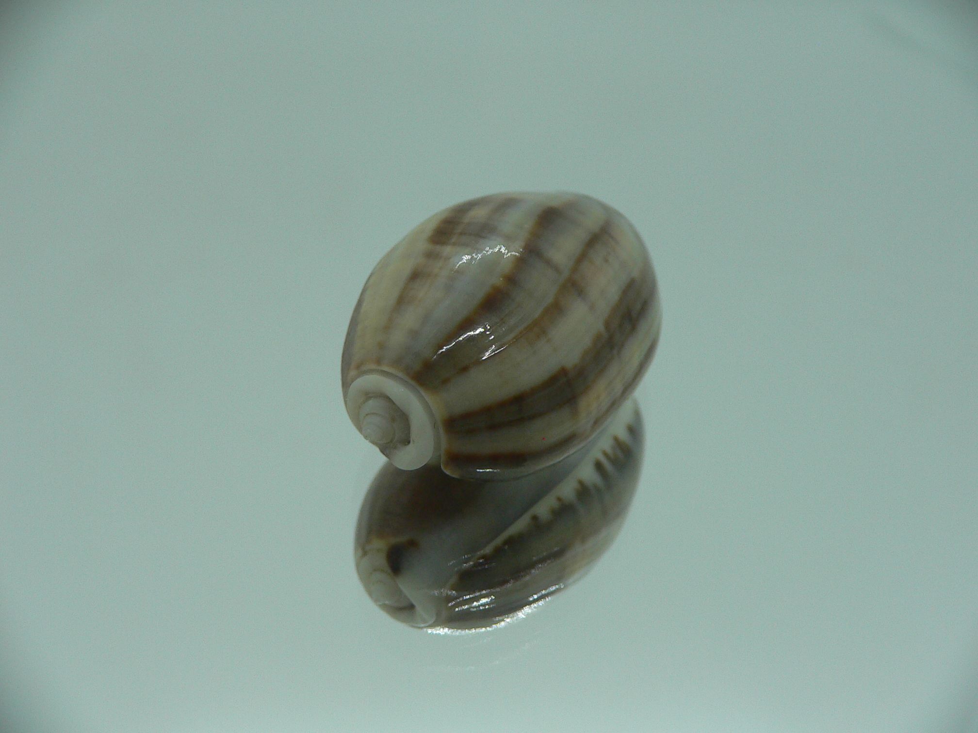 Oliva bulbosa f. fabagina SUPER COLOR