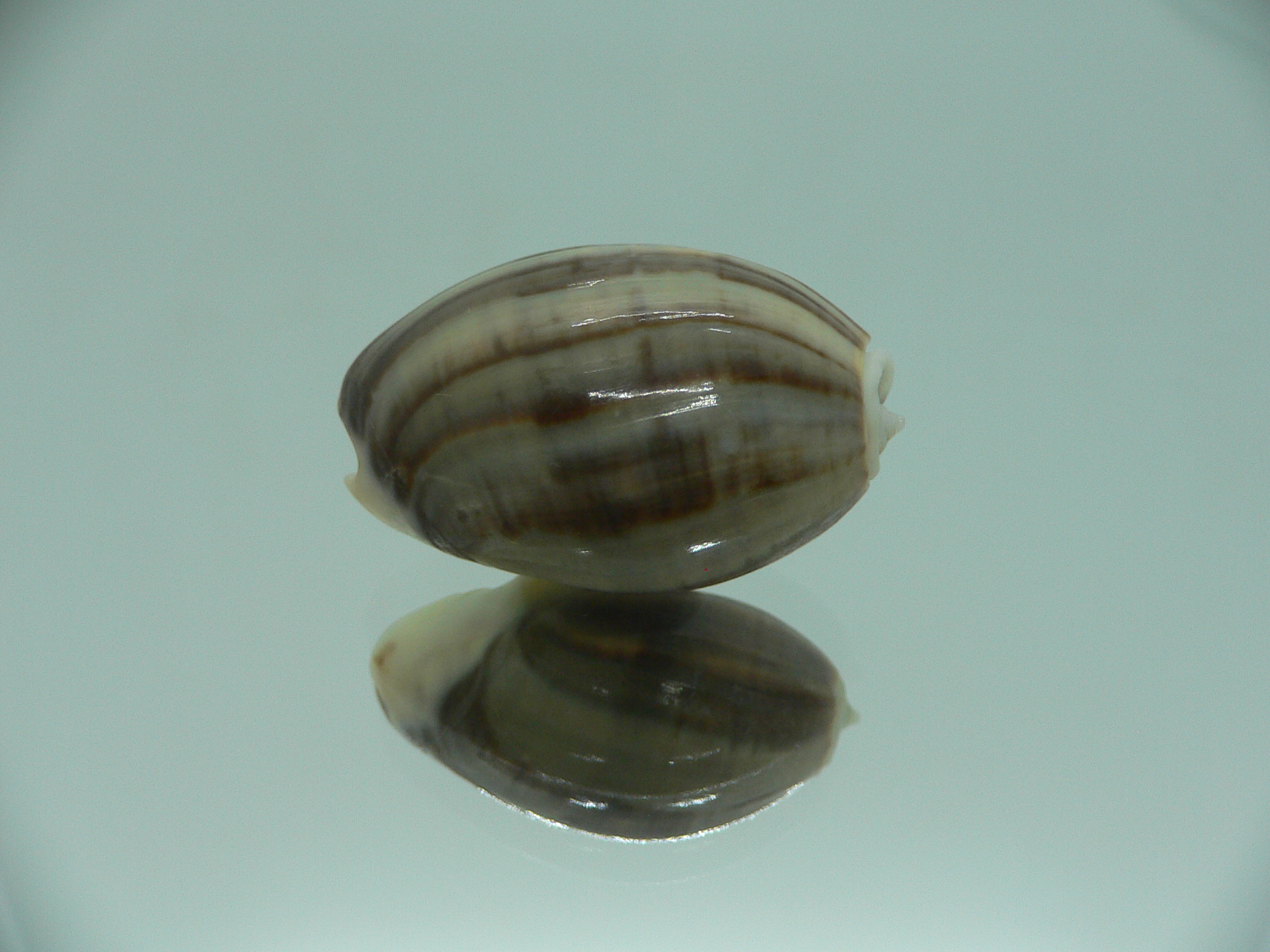Oliva bulbosa f. fabagina SUPER COLOR
