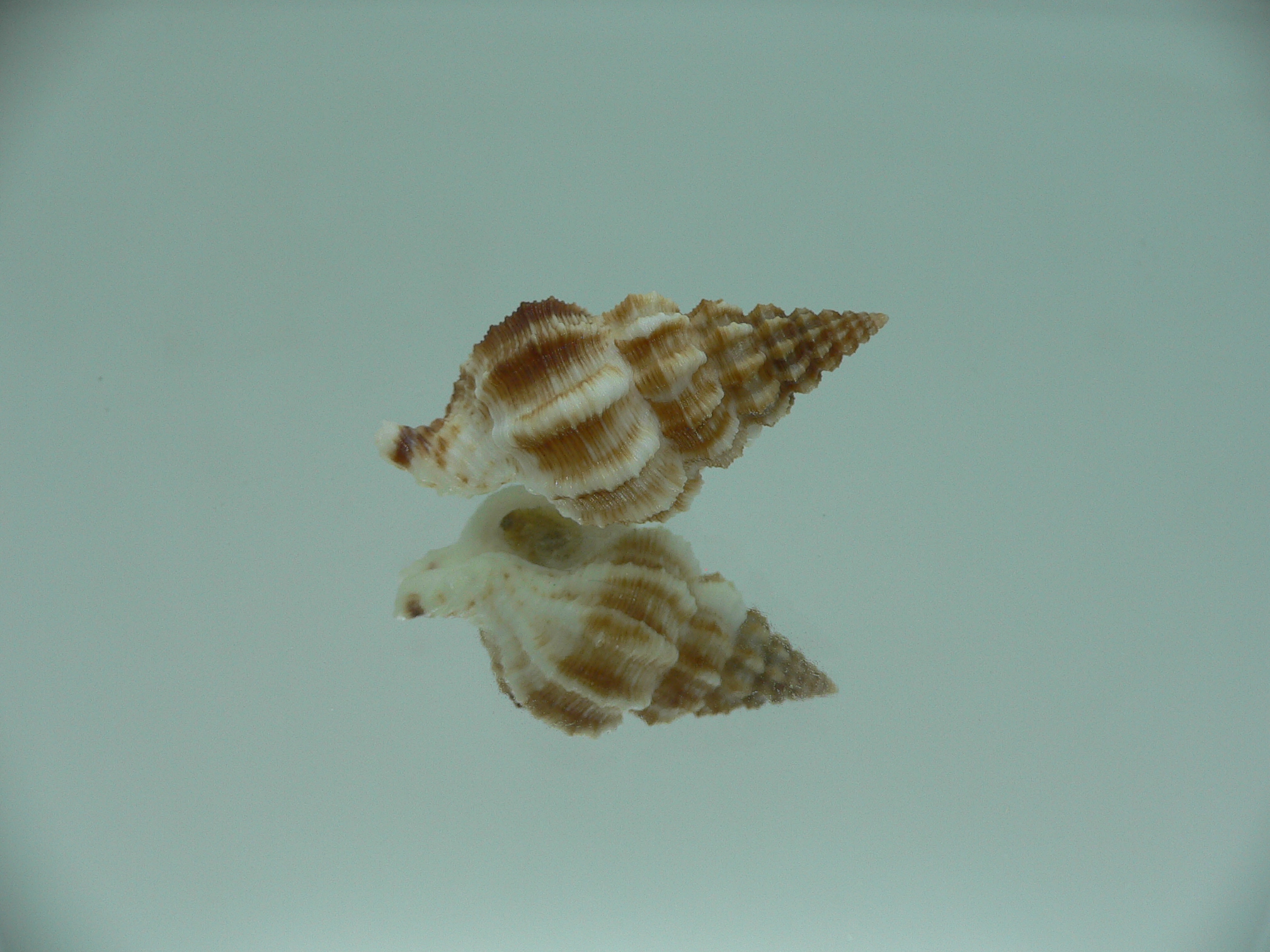 Nassaria gyroscopoides DARK GIANT