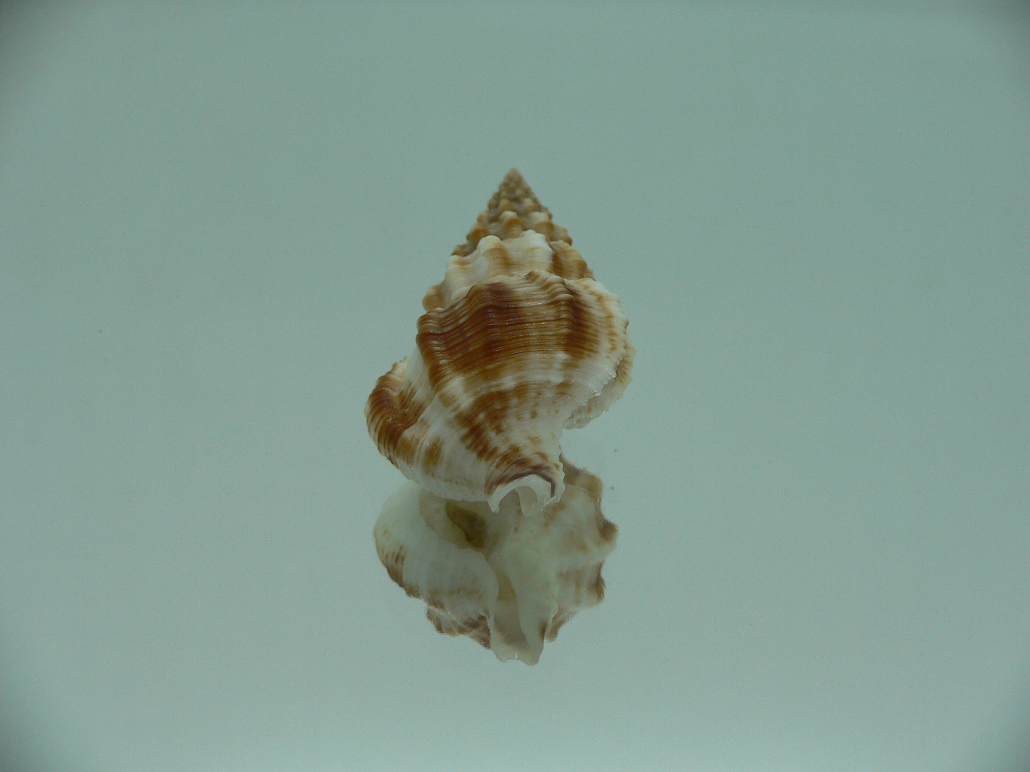 Nassaria gyroscopoides DARK GIANT