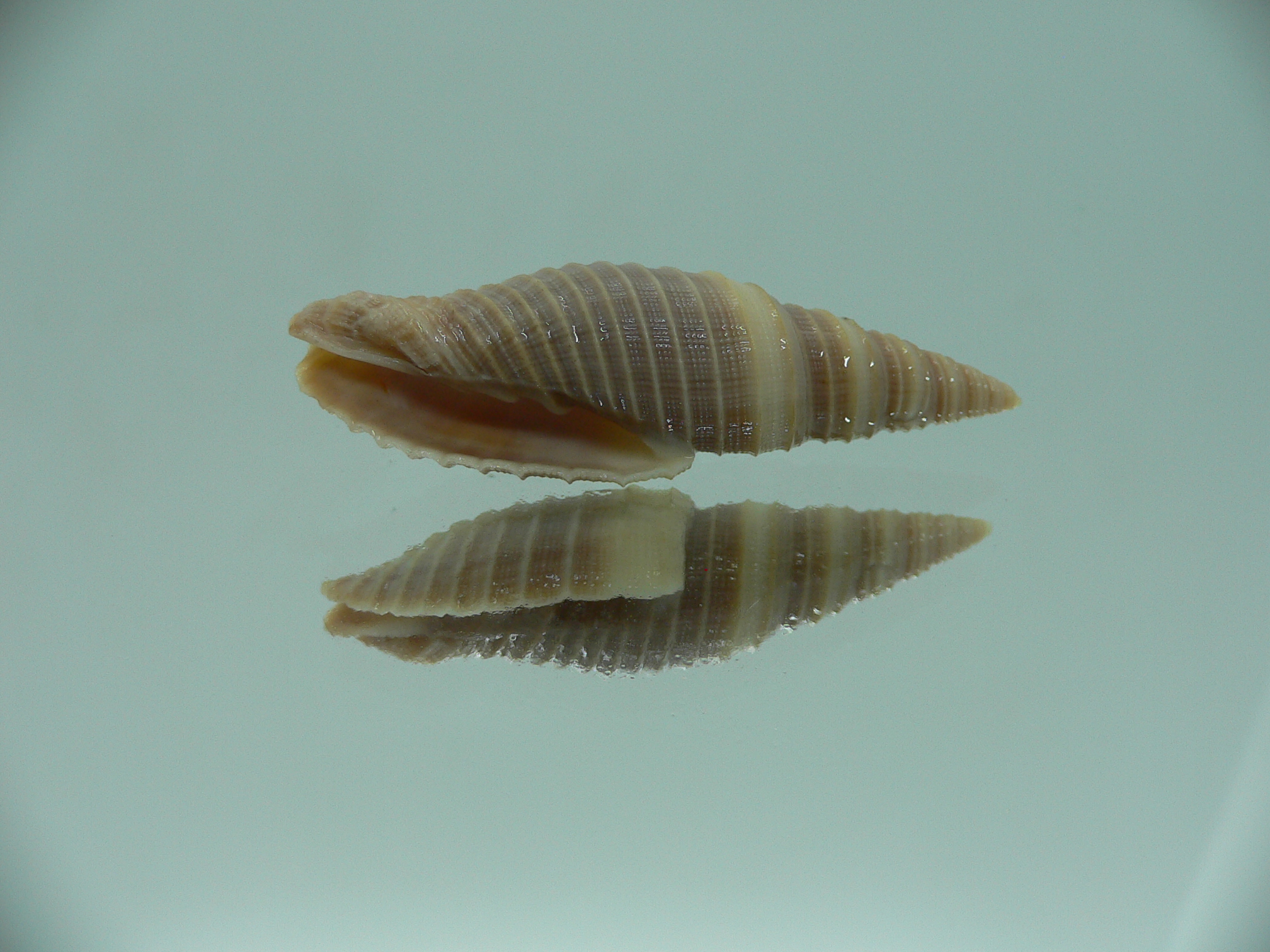 Domiporta circula BIG