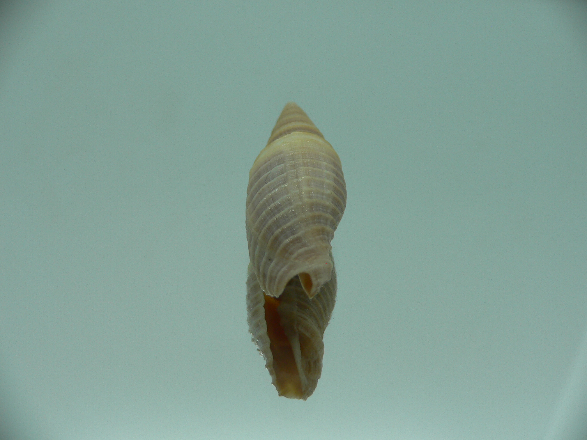 Domiporta circula BIG