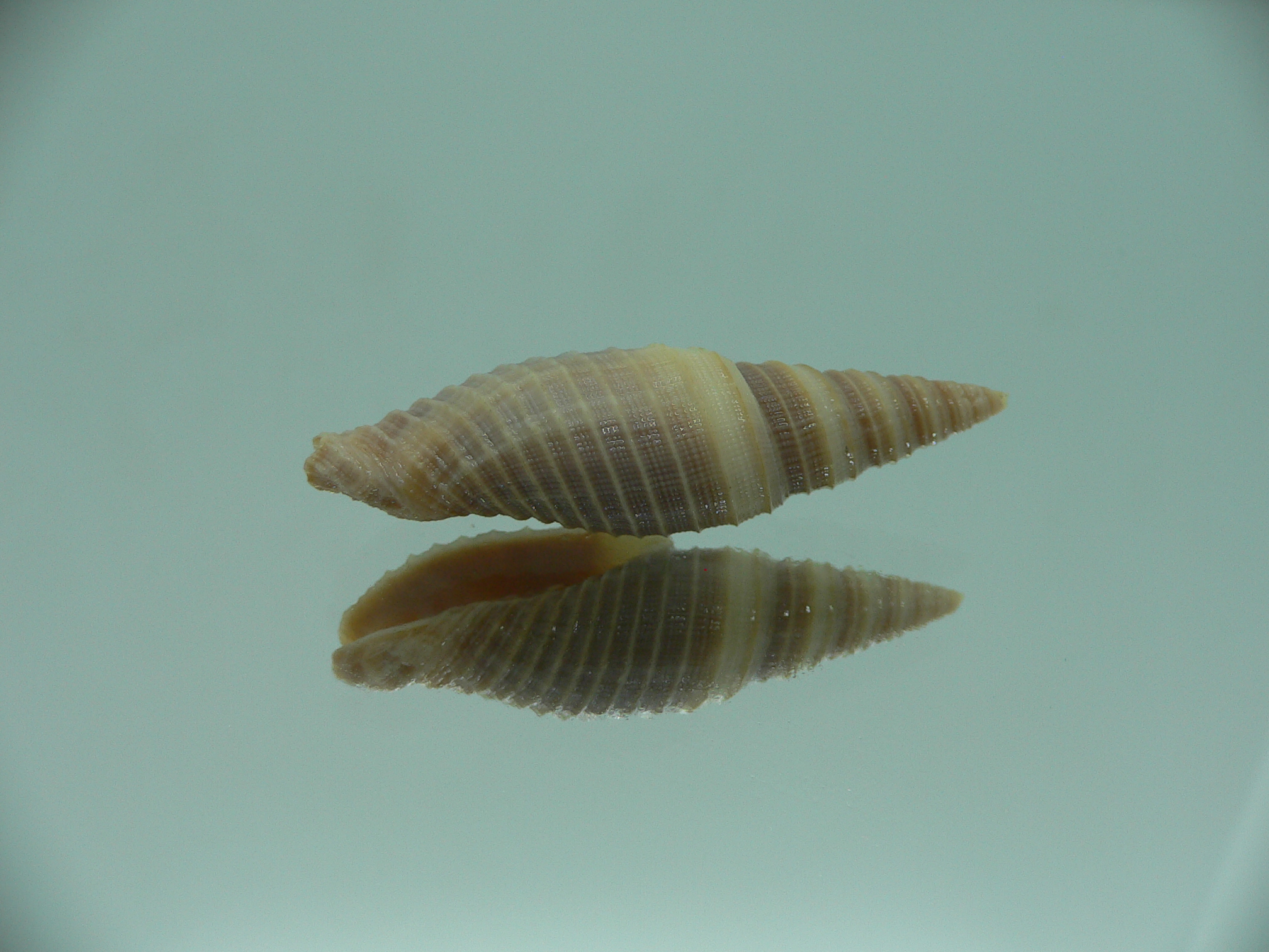 Domiporta circula BIG