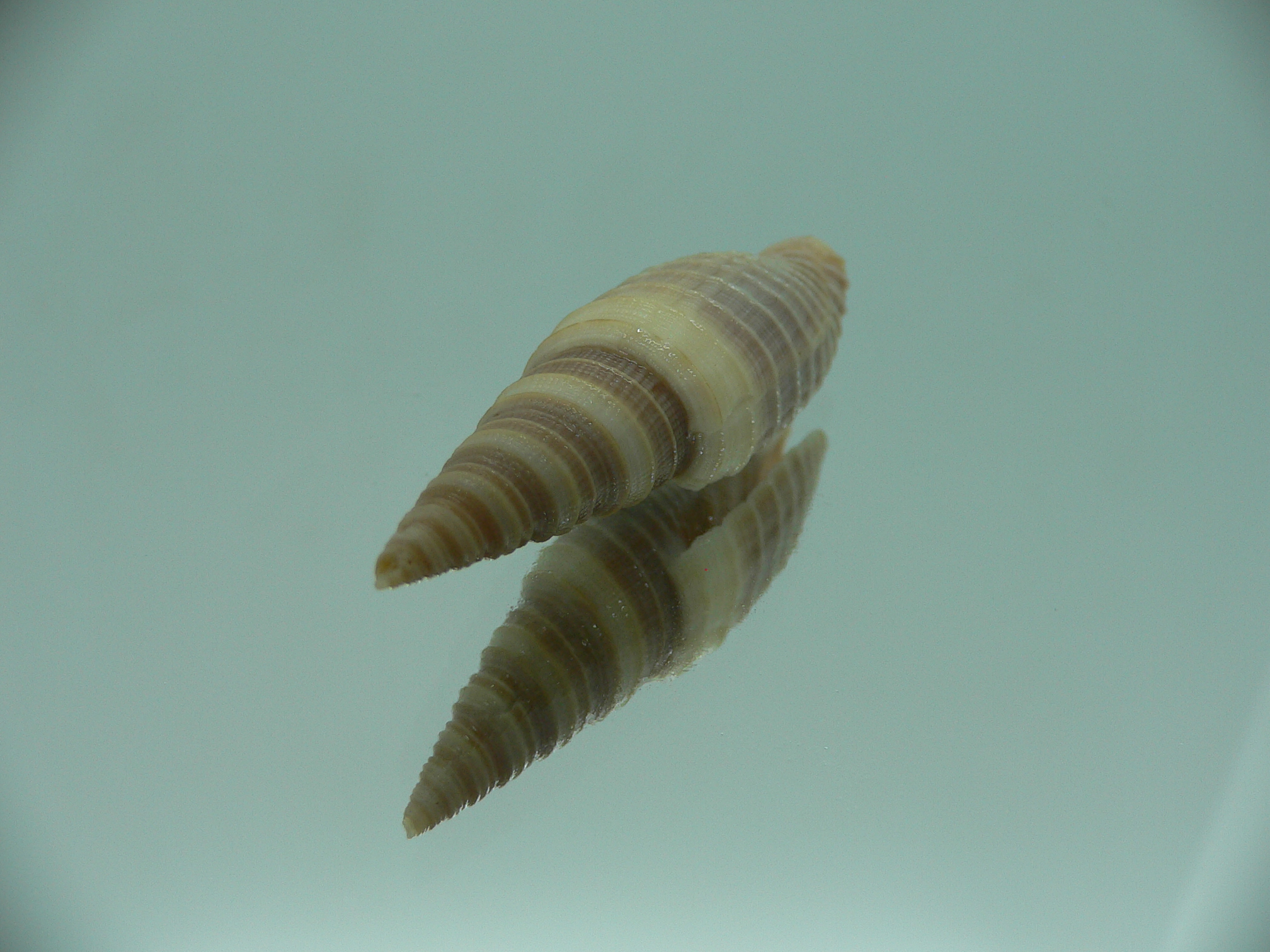 Domiporta circula BIG