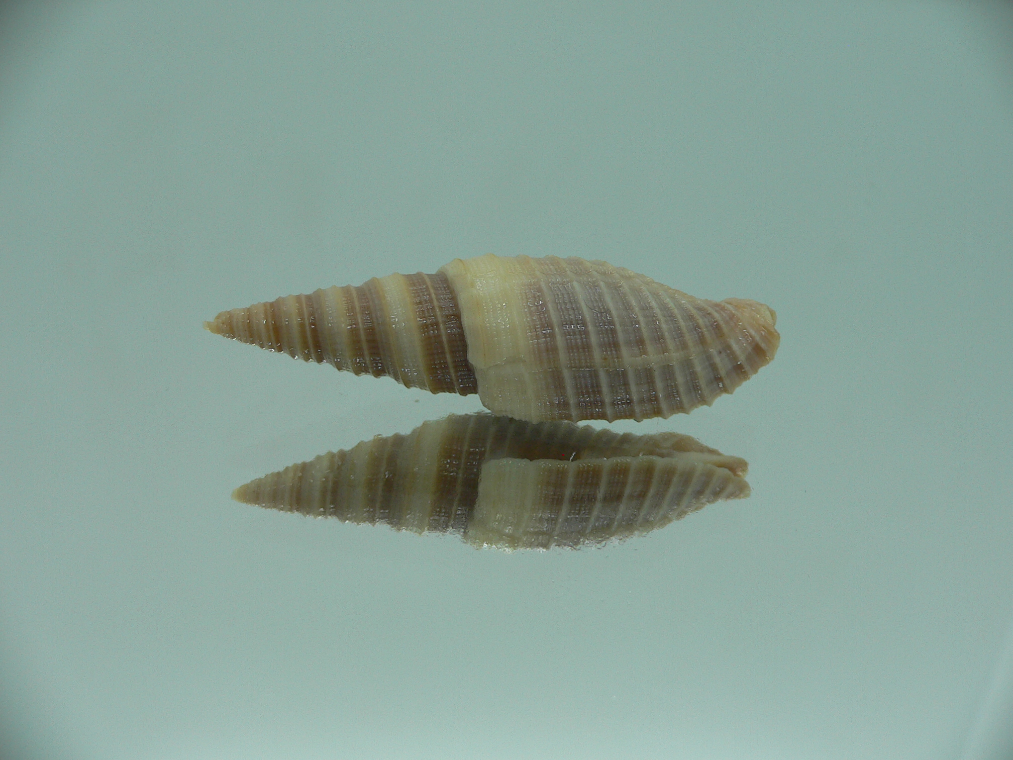 Domiporta circula BIG