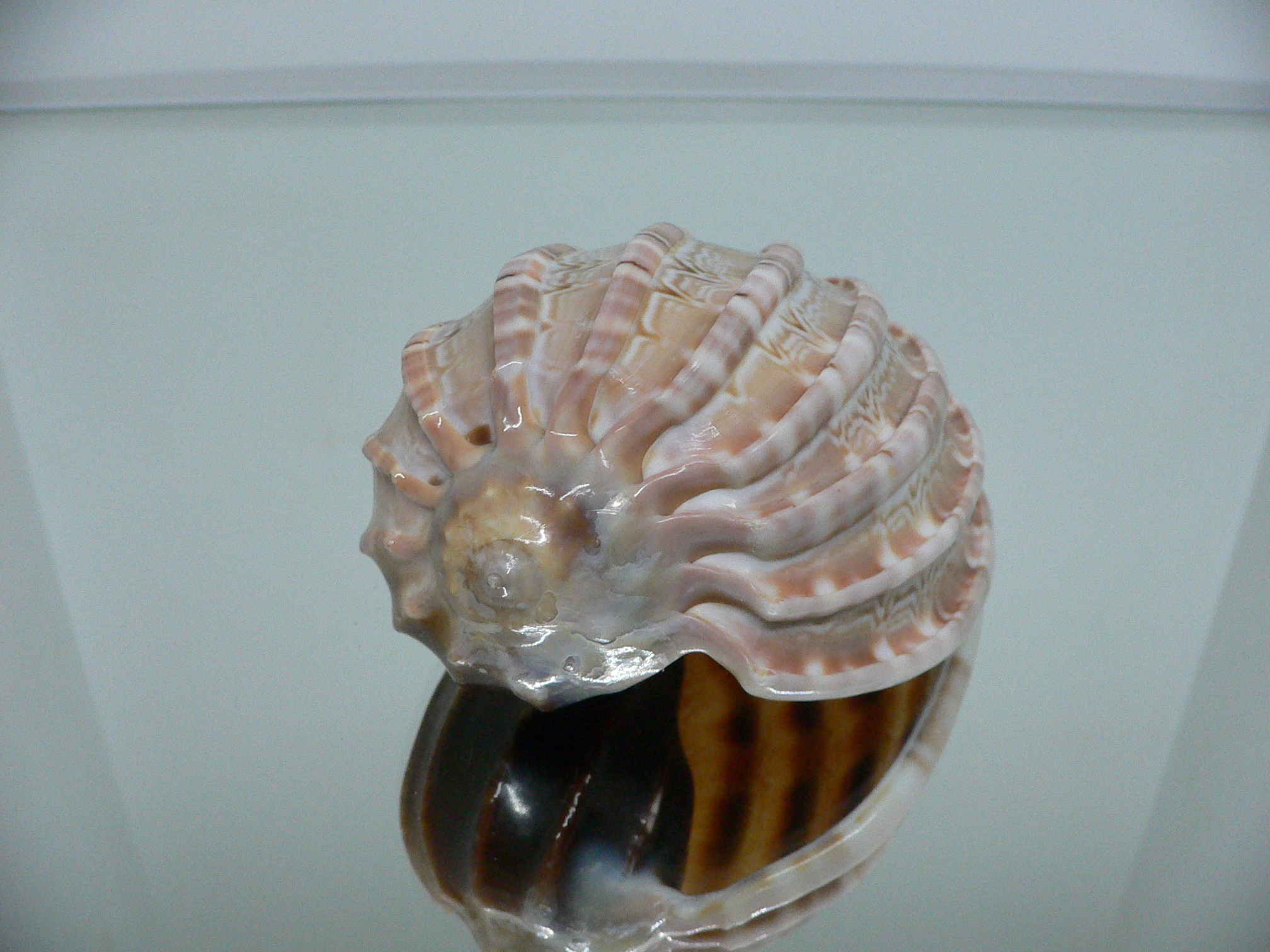 Harpa major LIGHT PATTERN