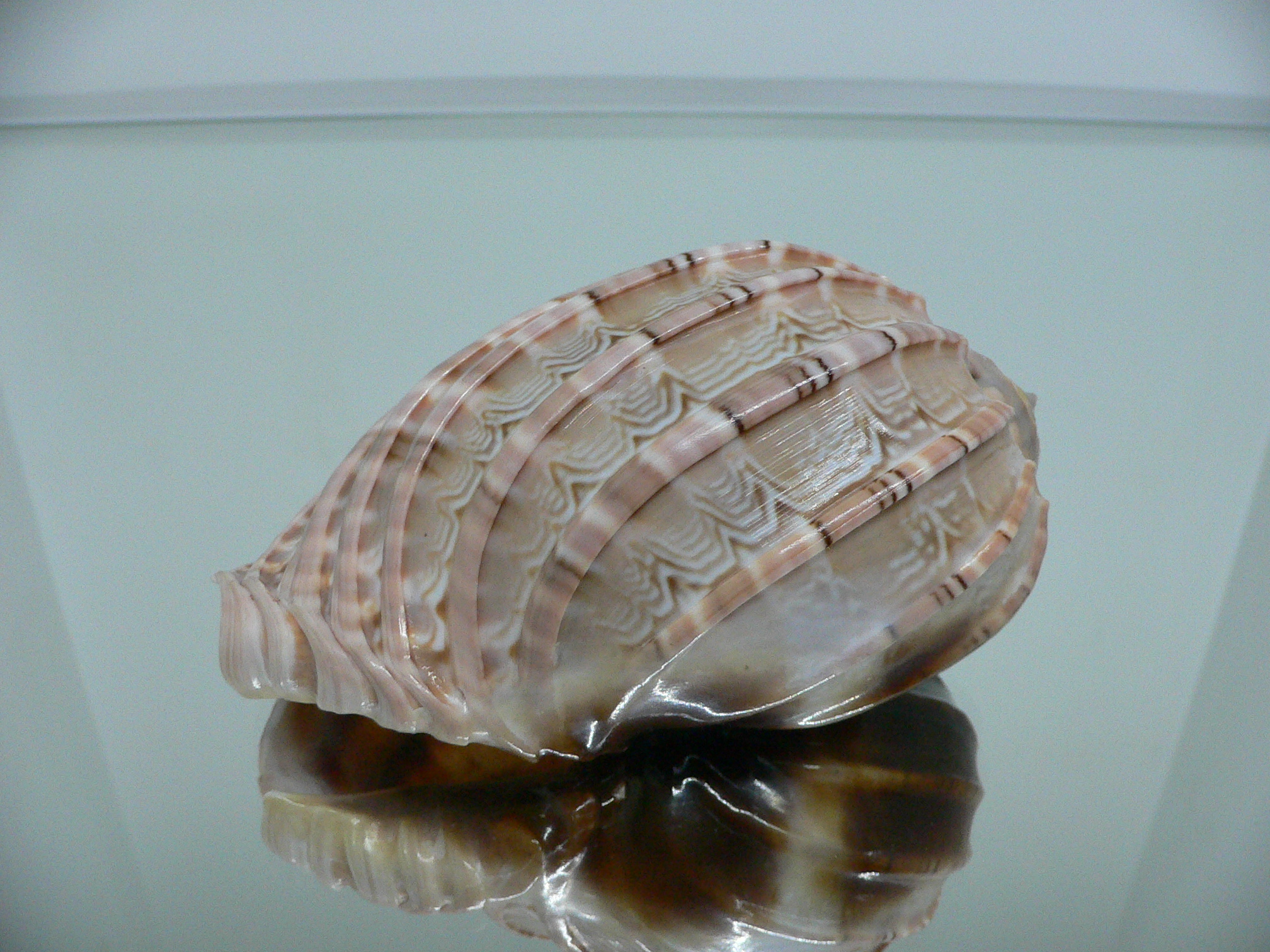 Harpa major LIGHT PATTERN