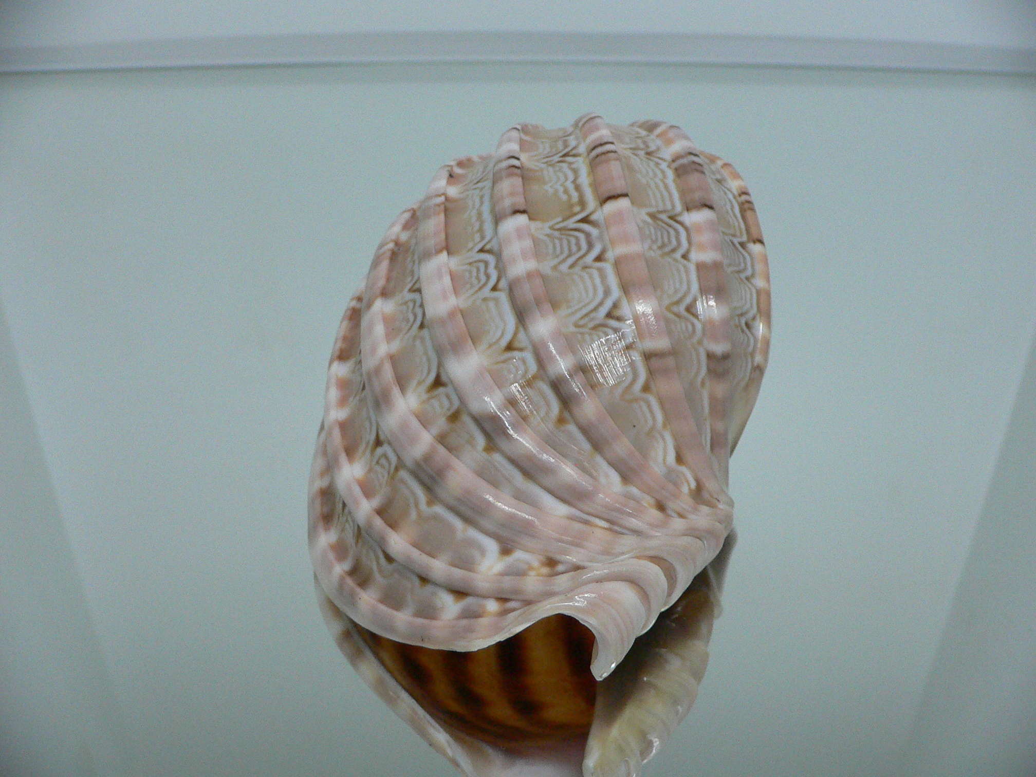 Harpa major LIGHT PATTERN