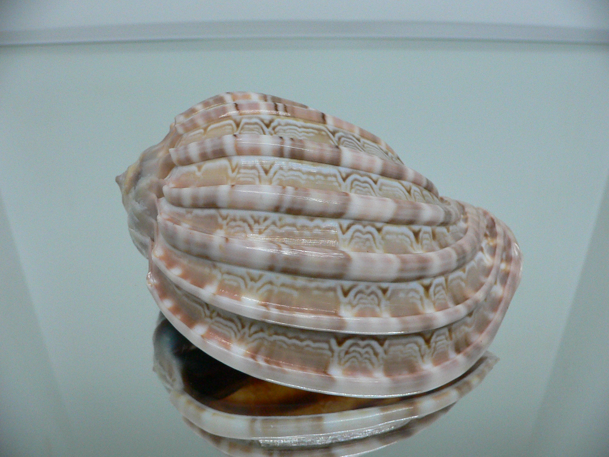 Harpa major LIGHT PATTERN