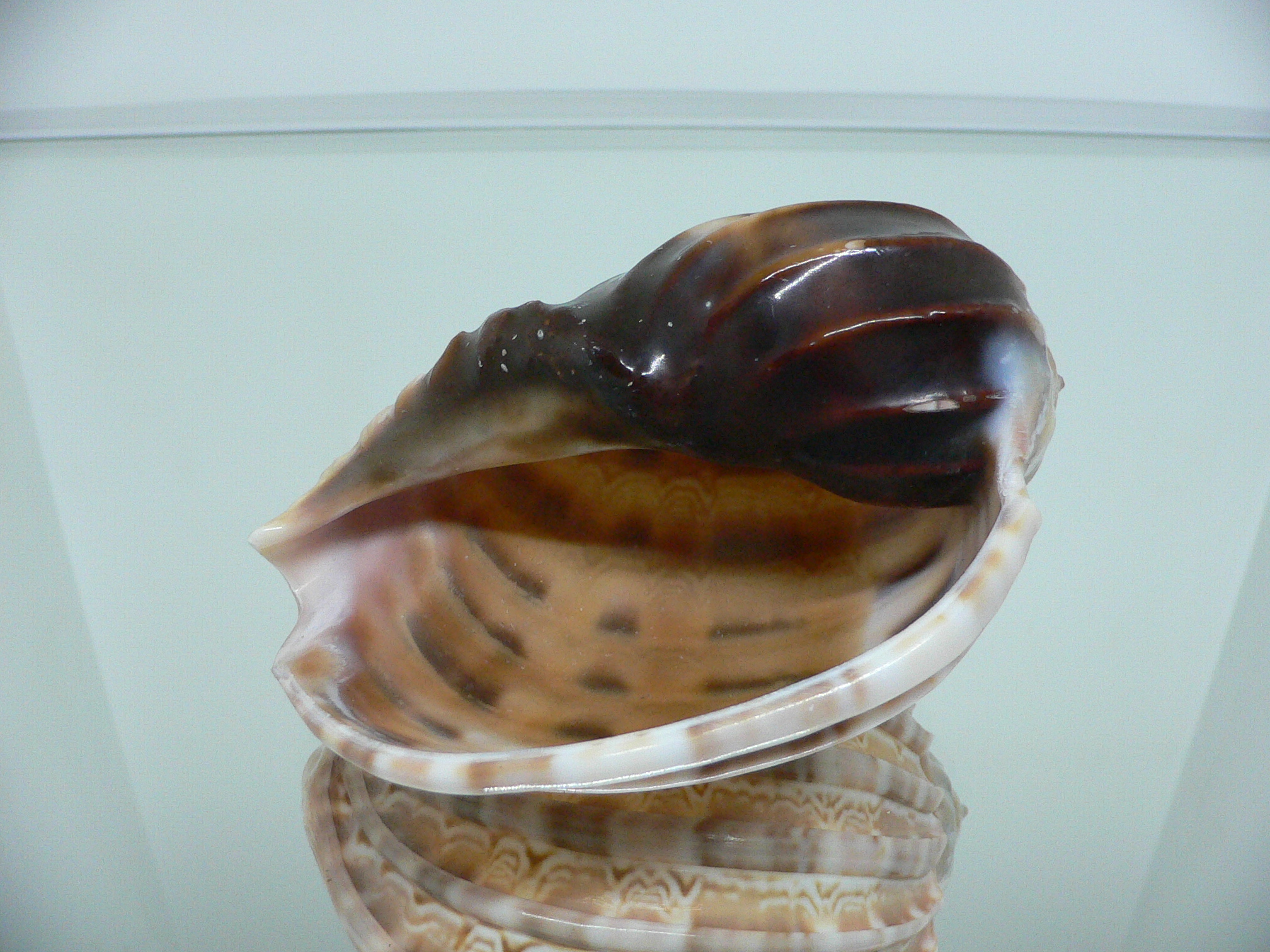 Harpa major LIGHT PATTERN