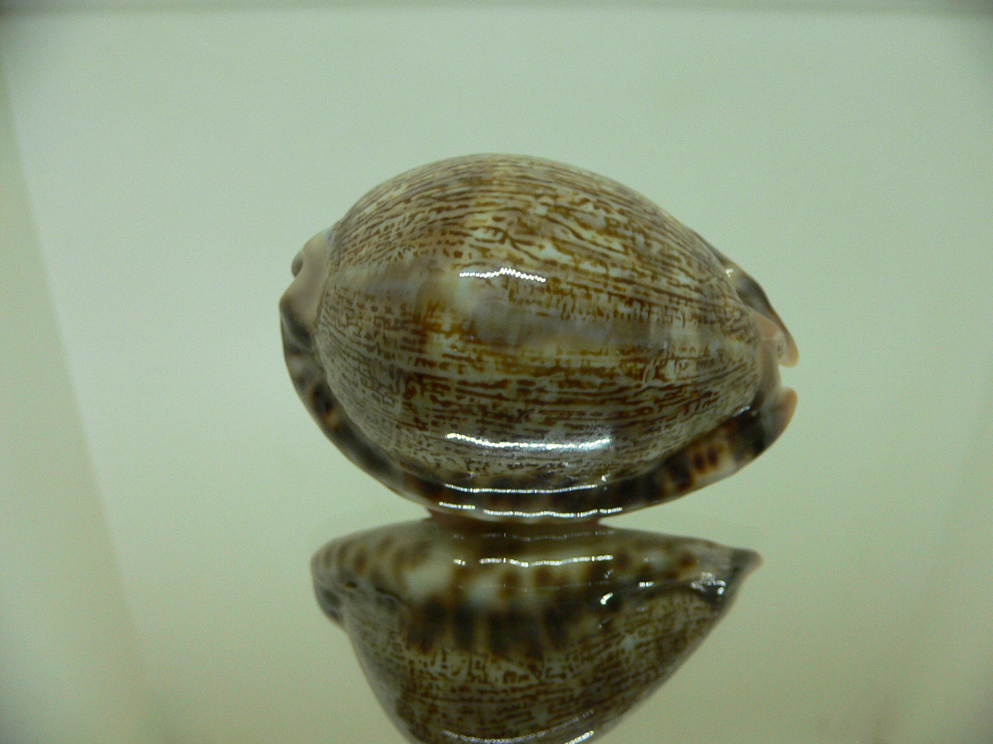 Cypraea arabica asiatica gibba (var.) COLORFUL BASE