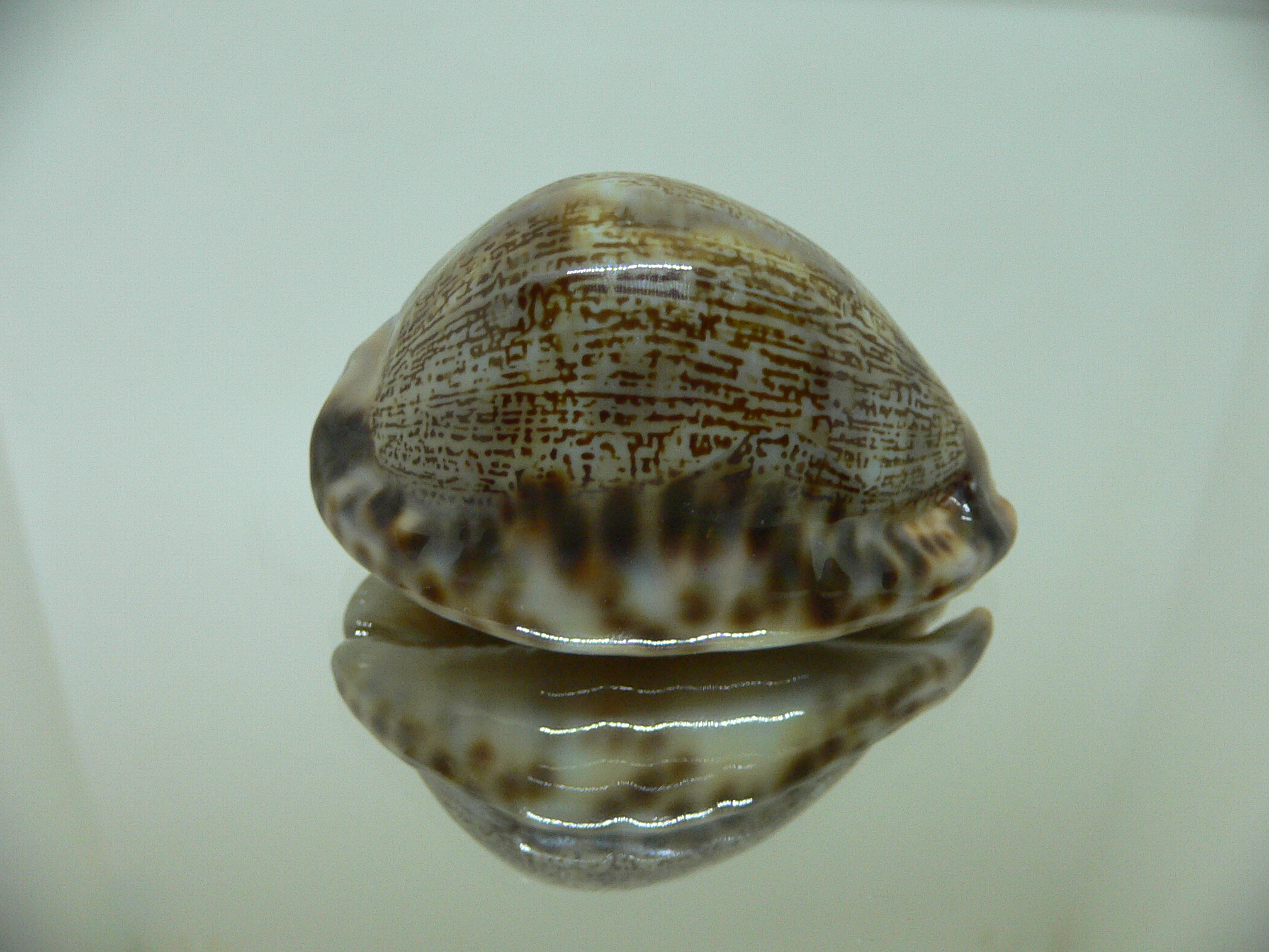 Cypraea arabica asiatica gibba (var.) COLORFUL BASE