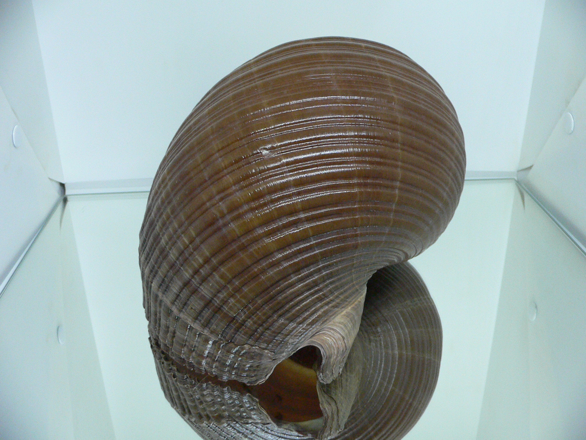 Tonna zonata BIG & RARE